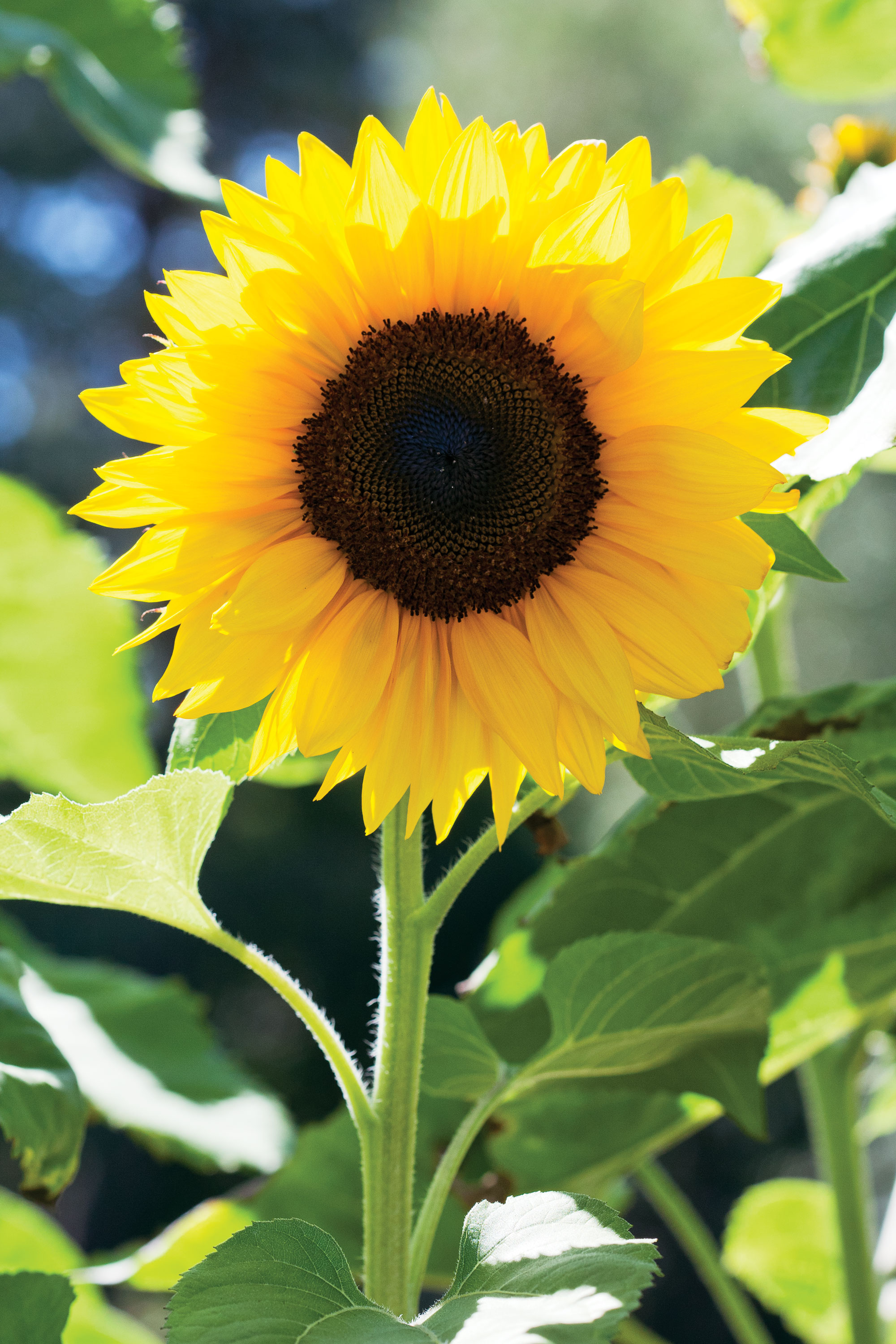 sunflowers-helianthus-annus