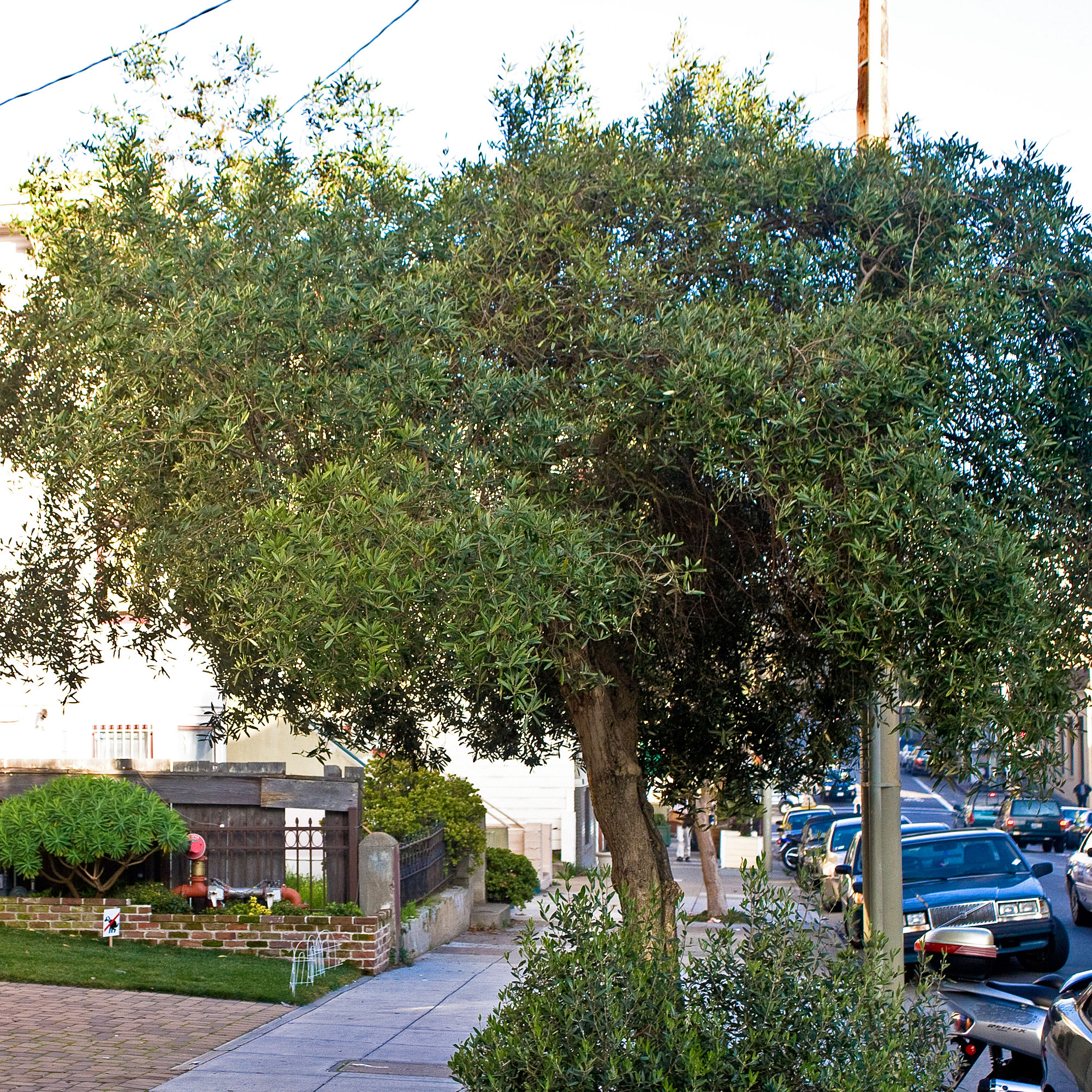 swan-hill-olive-olea-europaea-swan-hill