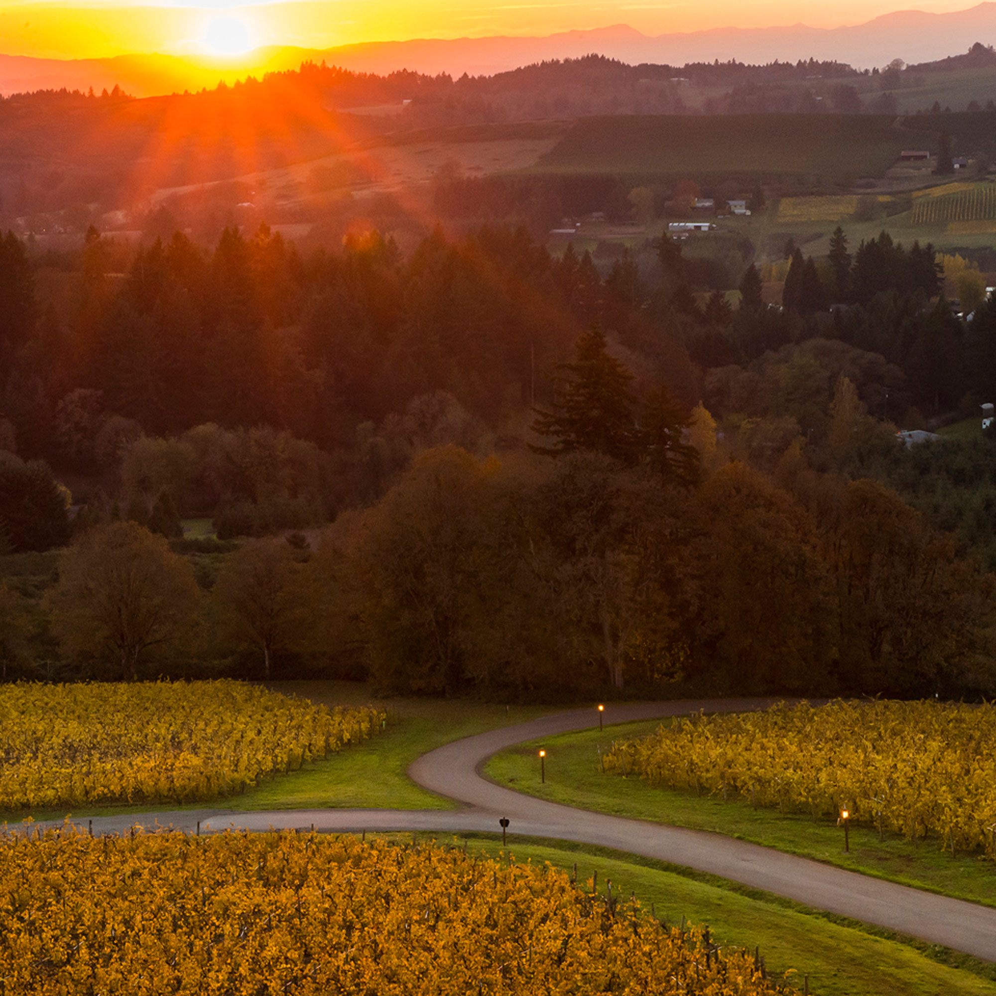 wine-willamette-valley-vineyards
