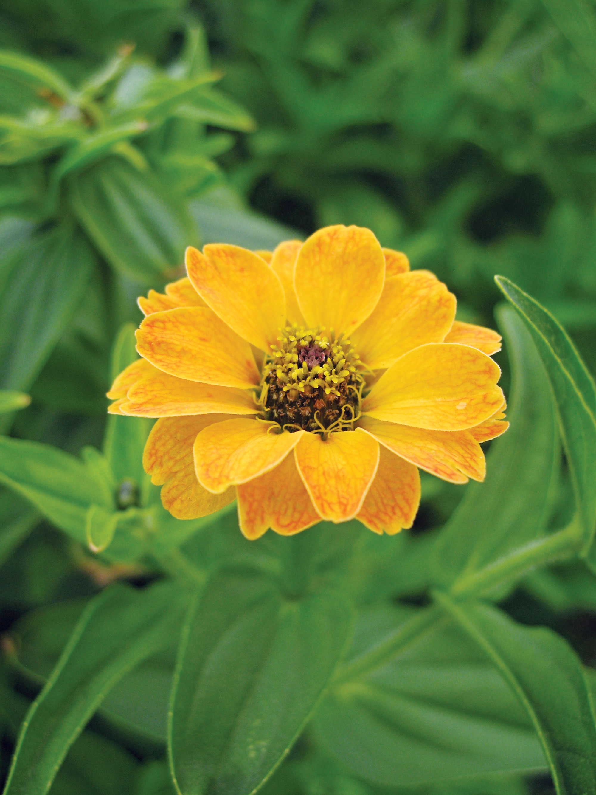 zinnia-peruviana