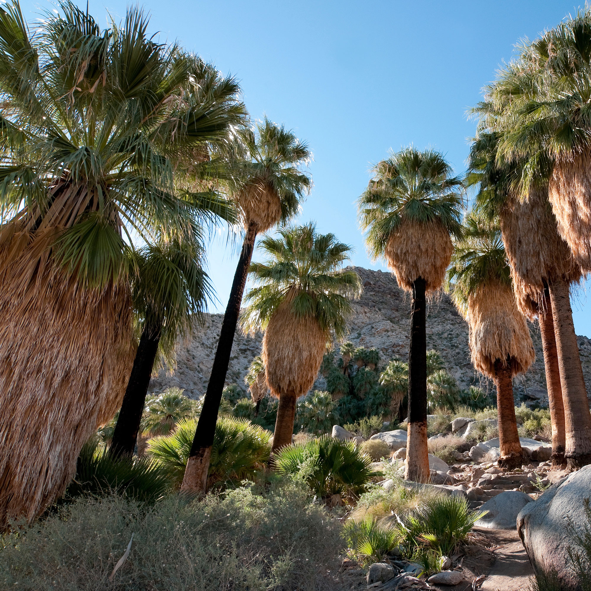 hike-to-fan-palm-oases
