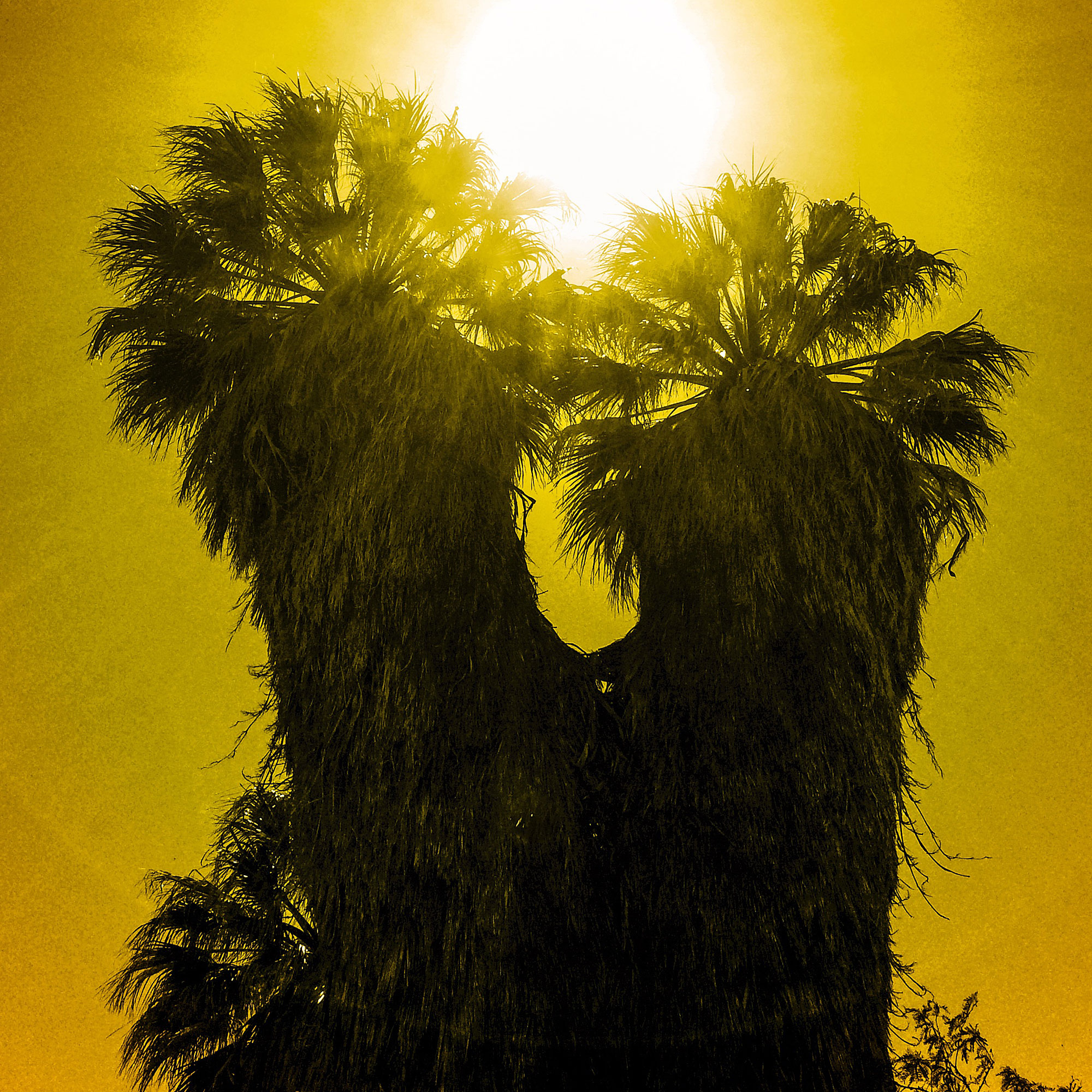 Joshua Tree N.P. Itineraries