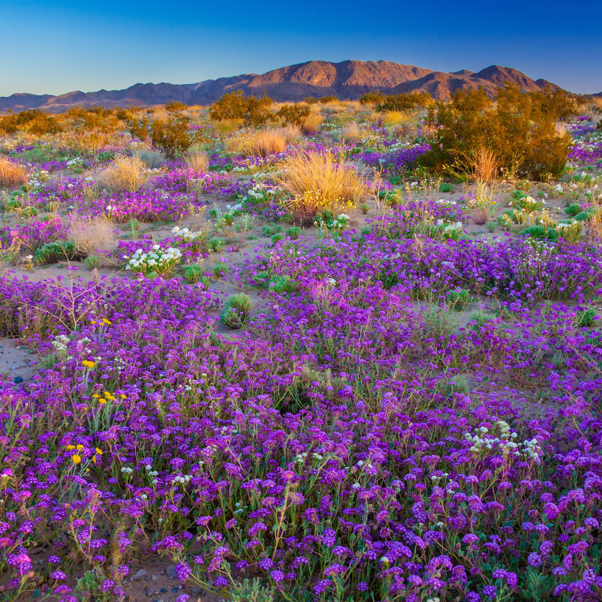 Find the Real Super Blooms This Summer with the Ultimate Floral Road Trip