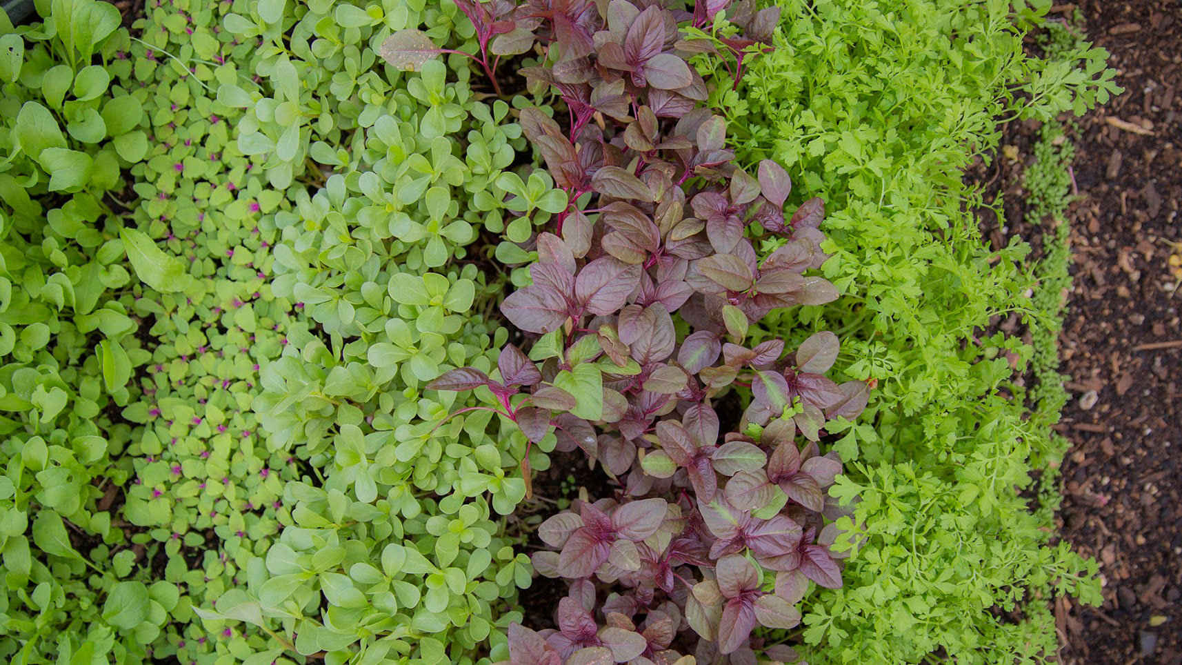 How to Grow Your Own Microgreens