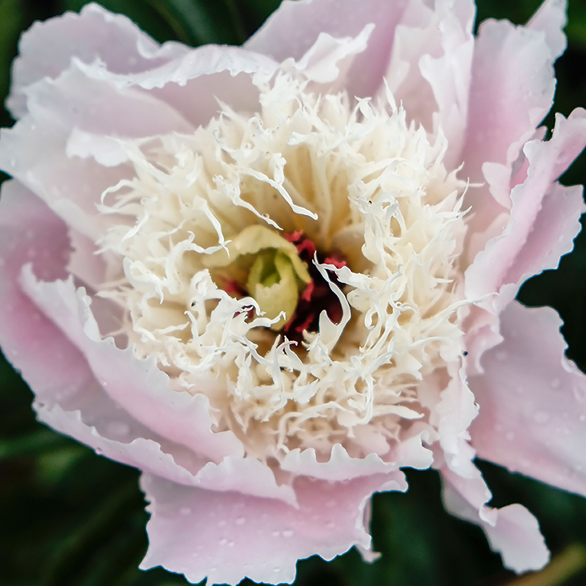shirley-templeherbaceous-peony