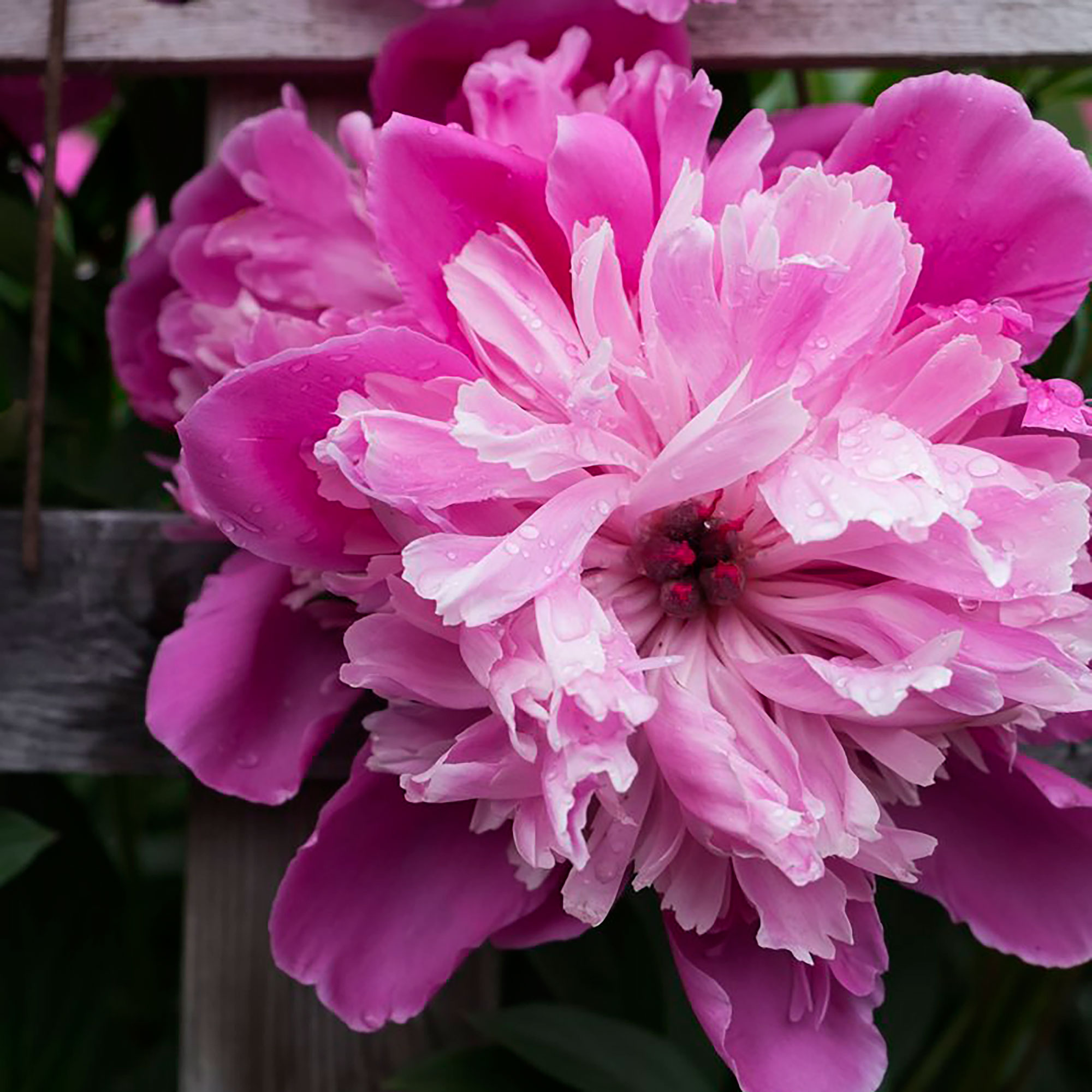 mon-jules-elieherbaceous-peony