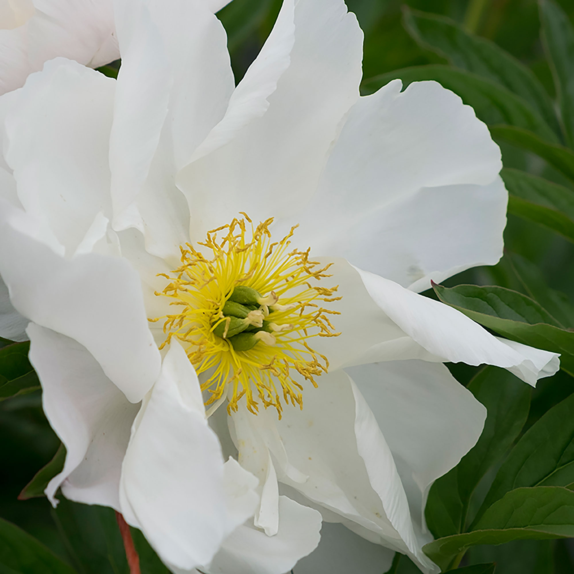 krinkled-whiteherbaceous-peony