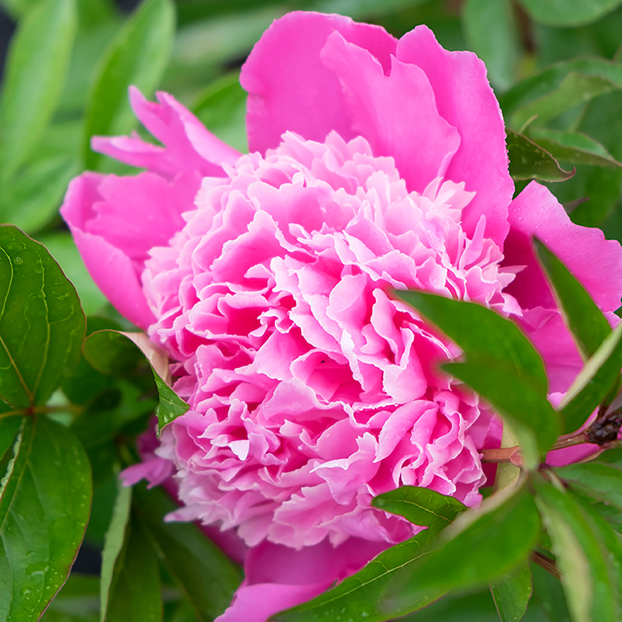glory-hallelujah-herbaceous-peony