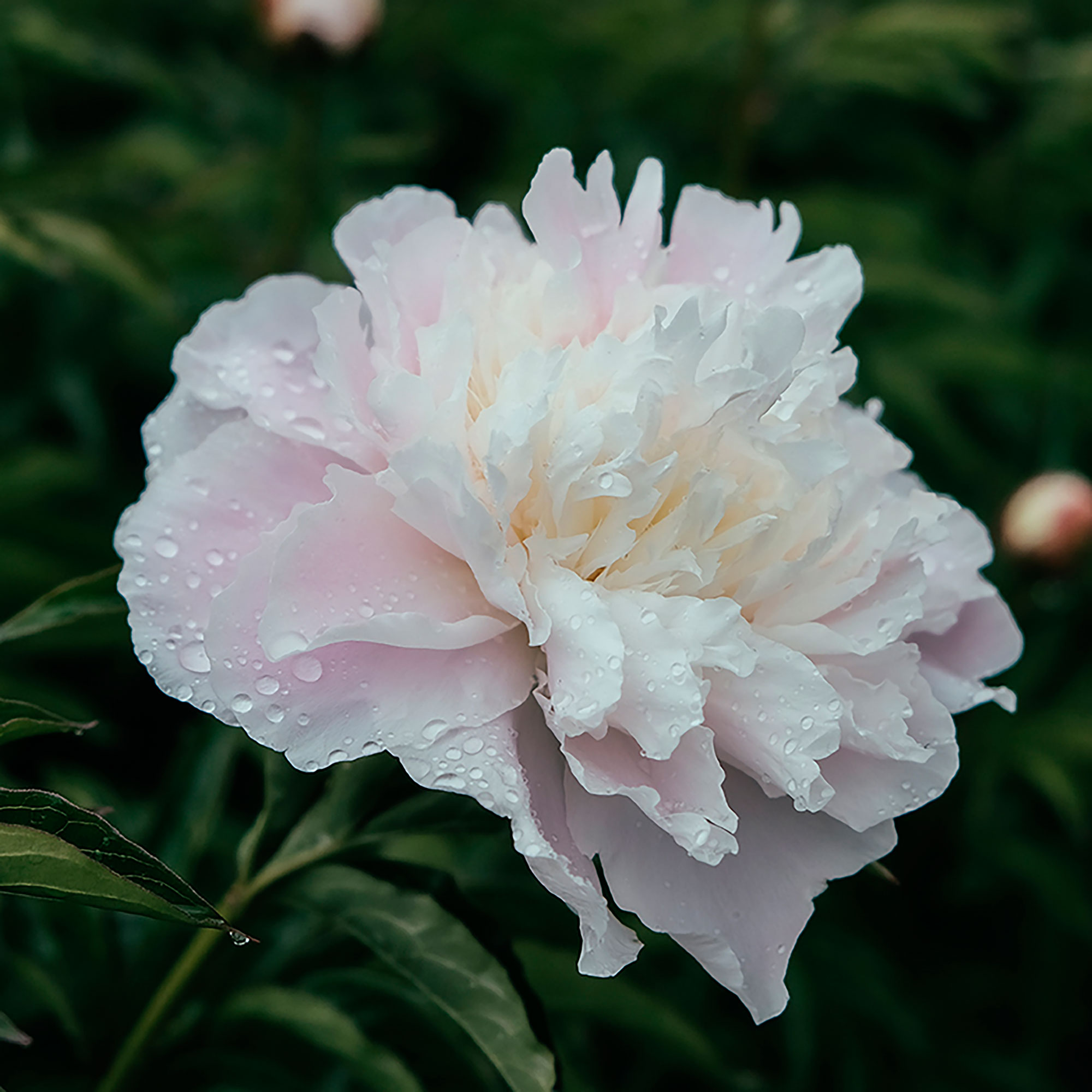 la-lorraineherbaceous-peony