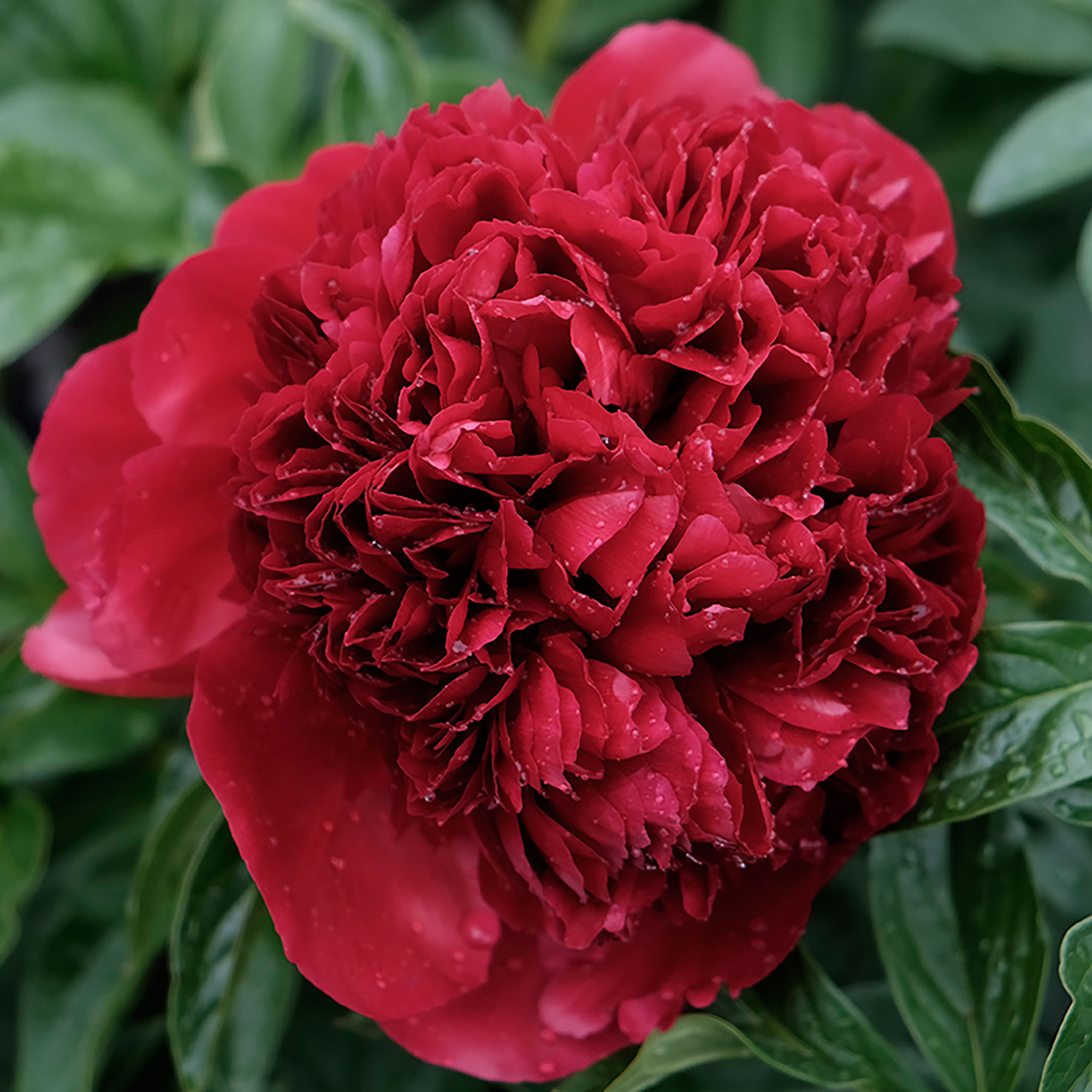 red-charm-herbaceous-peony