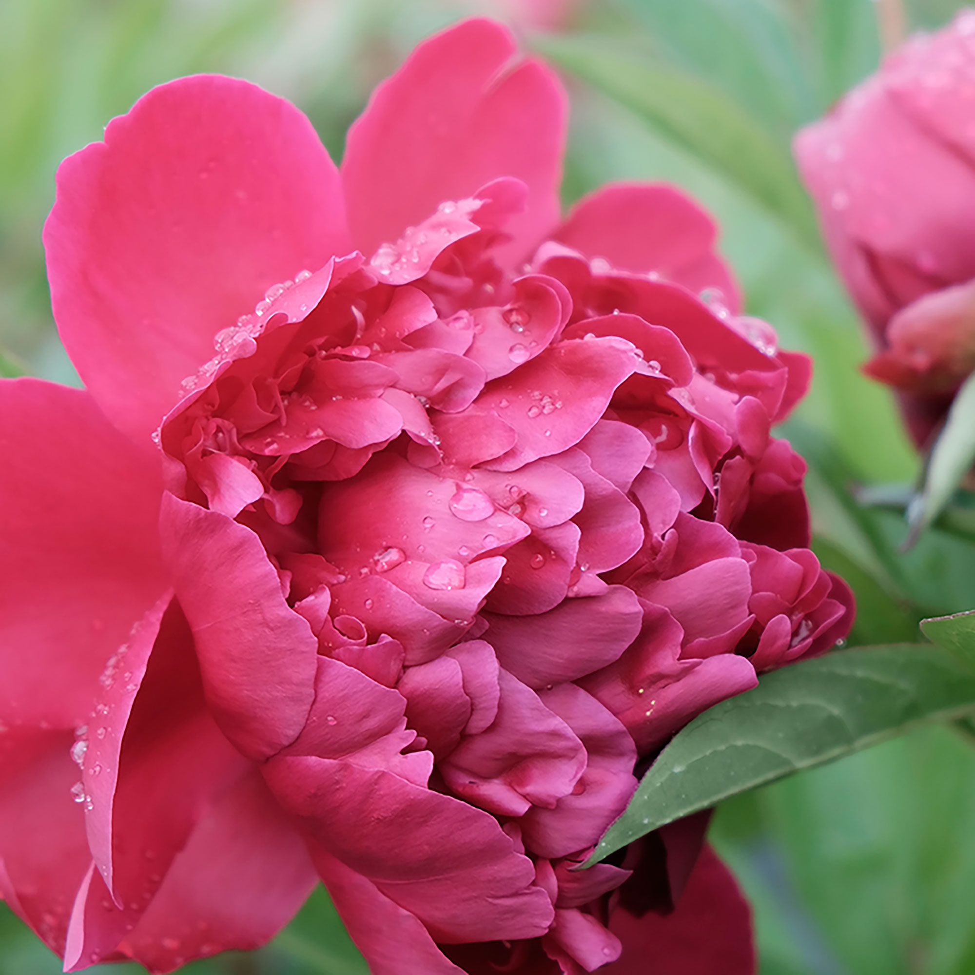 felix-supremeherbaceous-peony