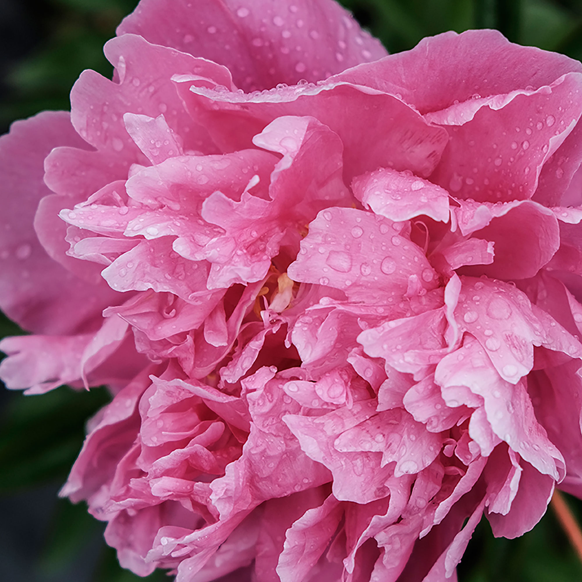 alexander-flemingherbaceous-peony