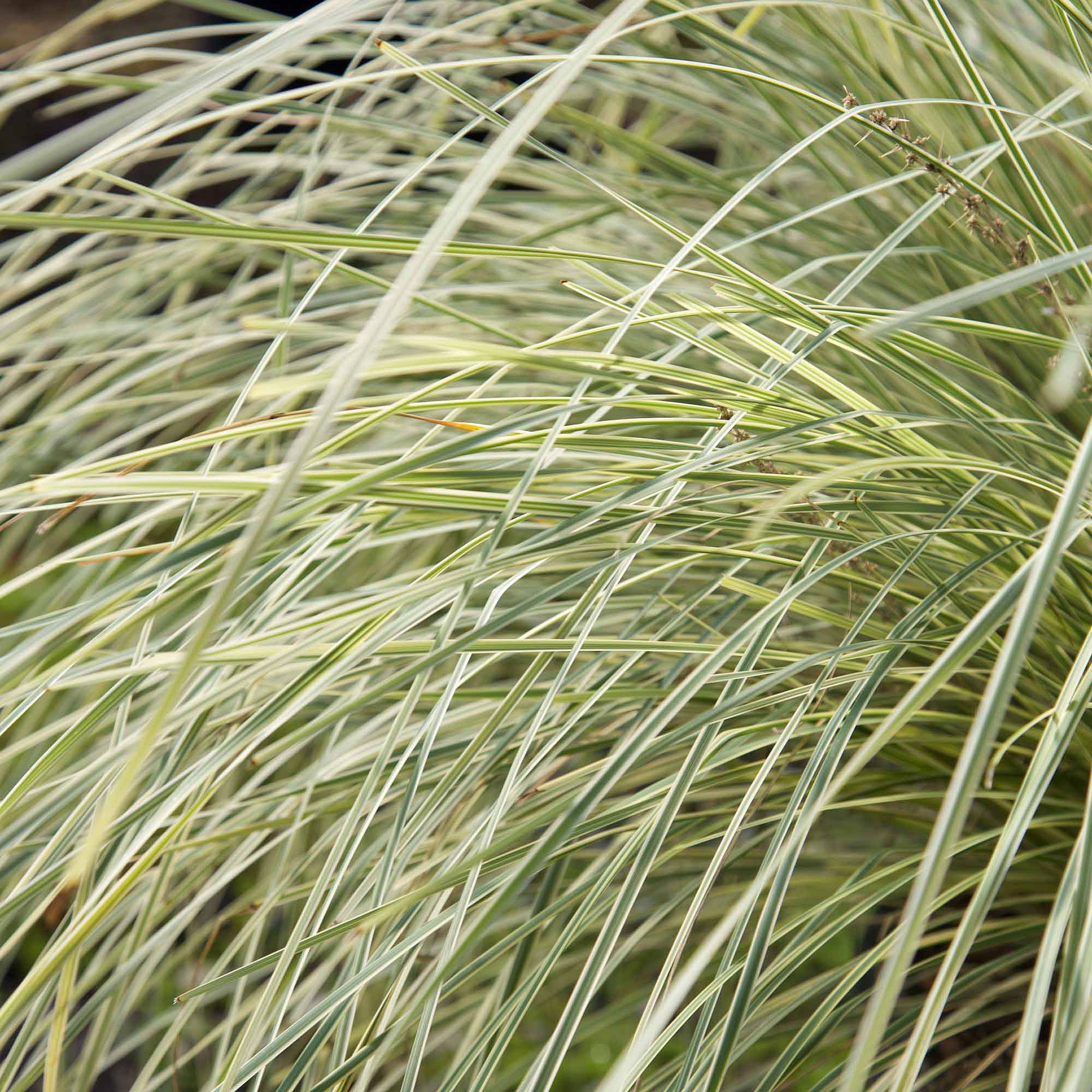 platinum-beauty-lomandra