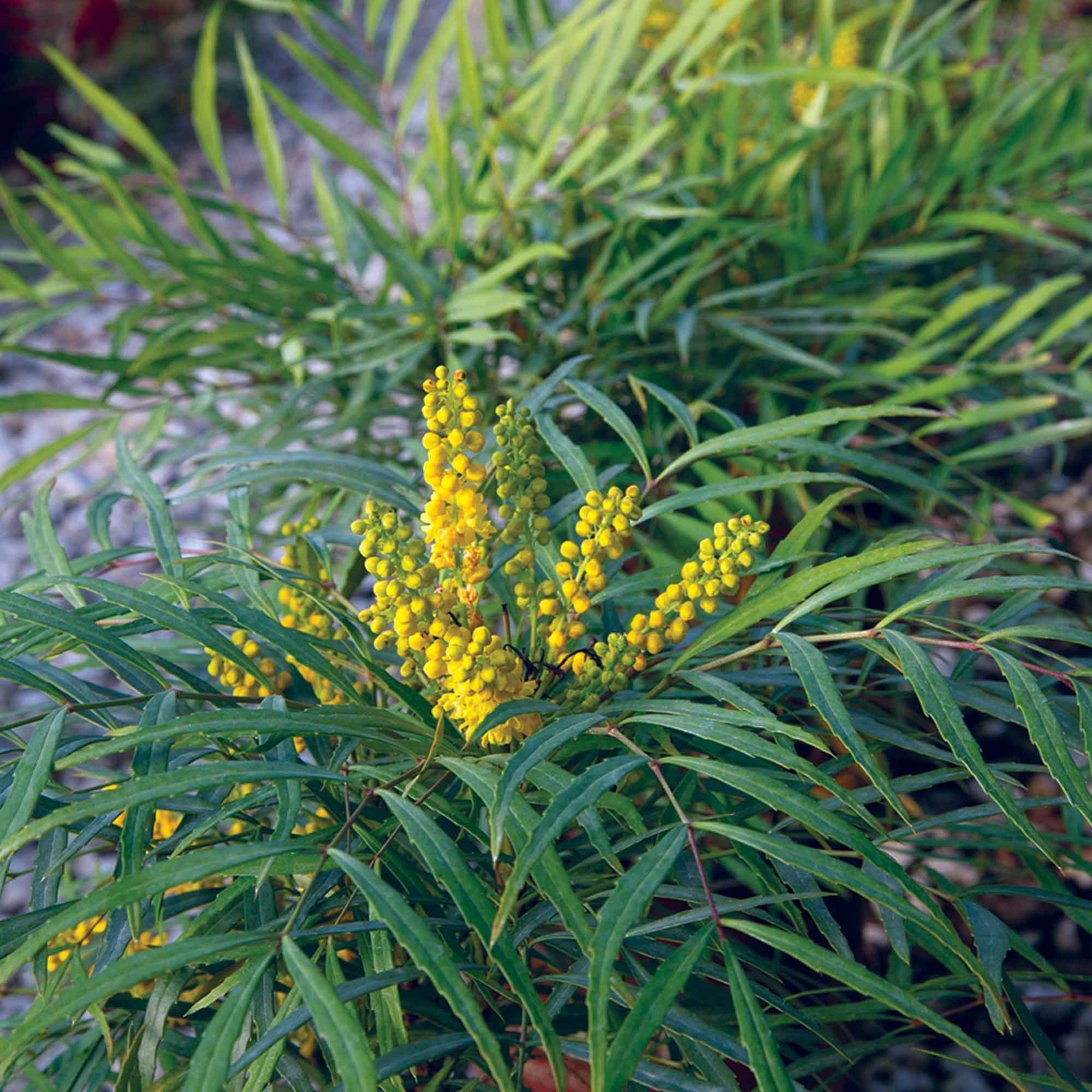soft-caress-mahonia