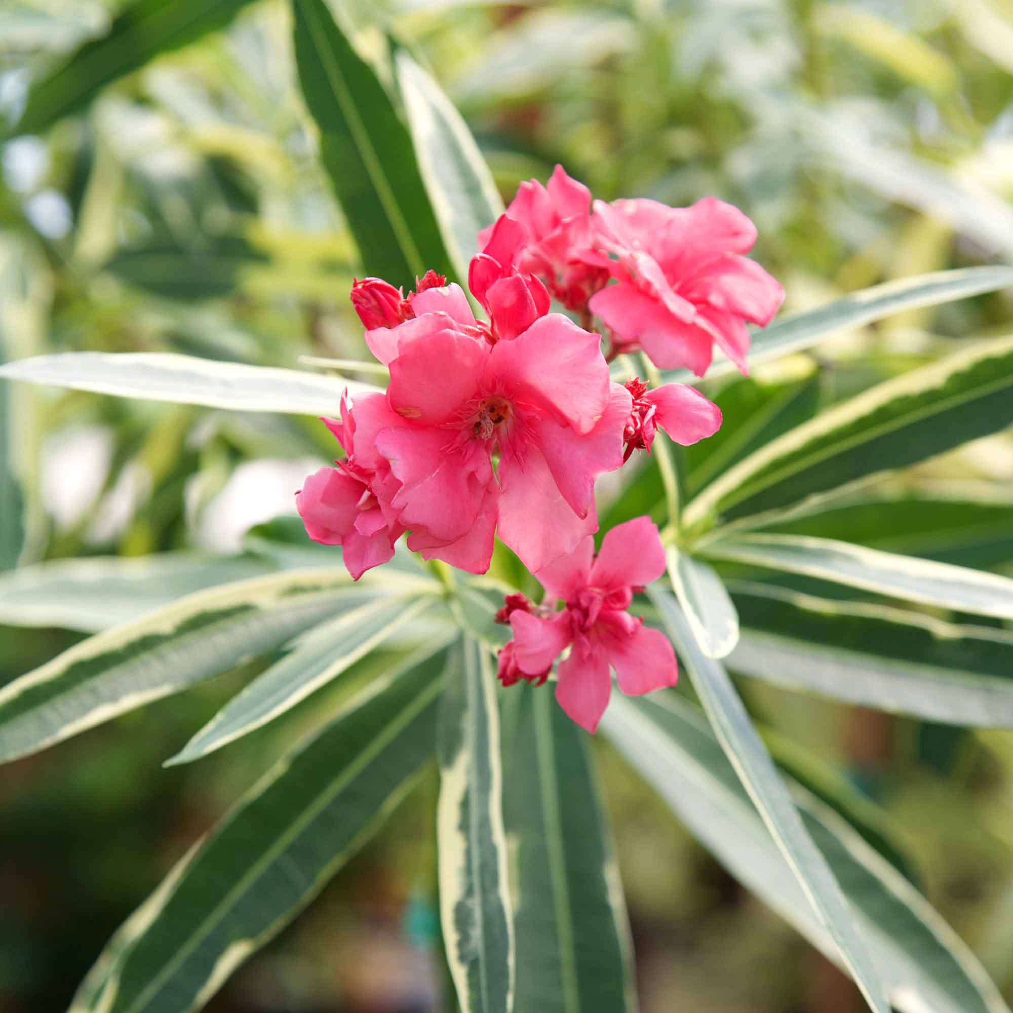 twist-of-pink-oleander