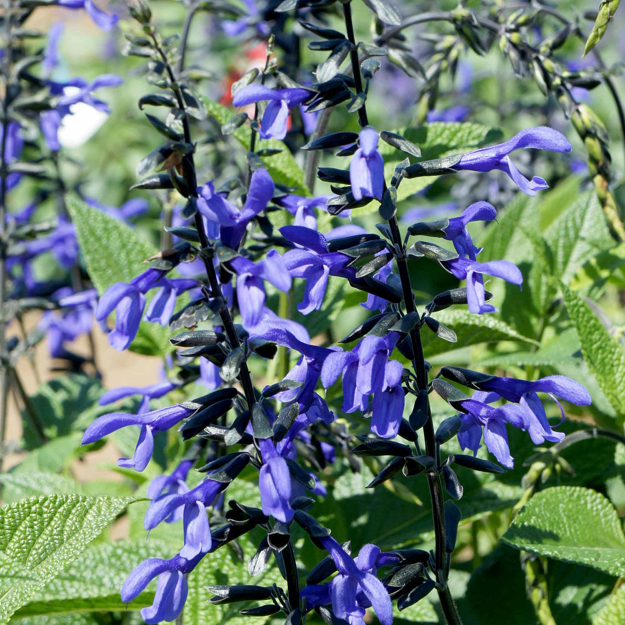 black-and-bloom-salvia