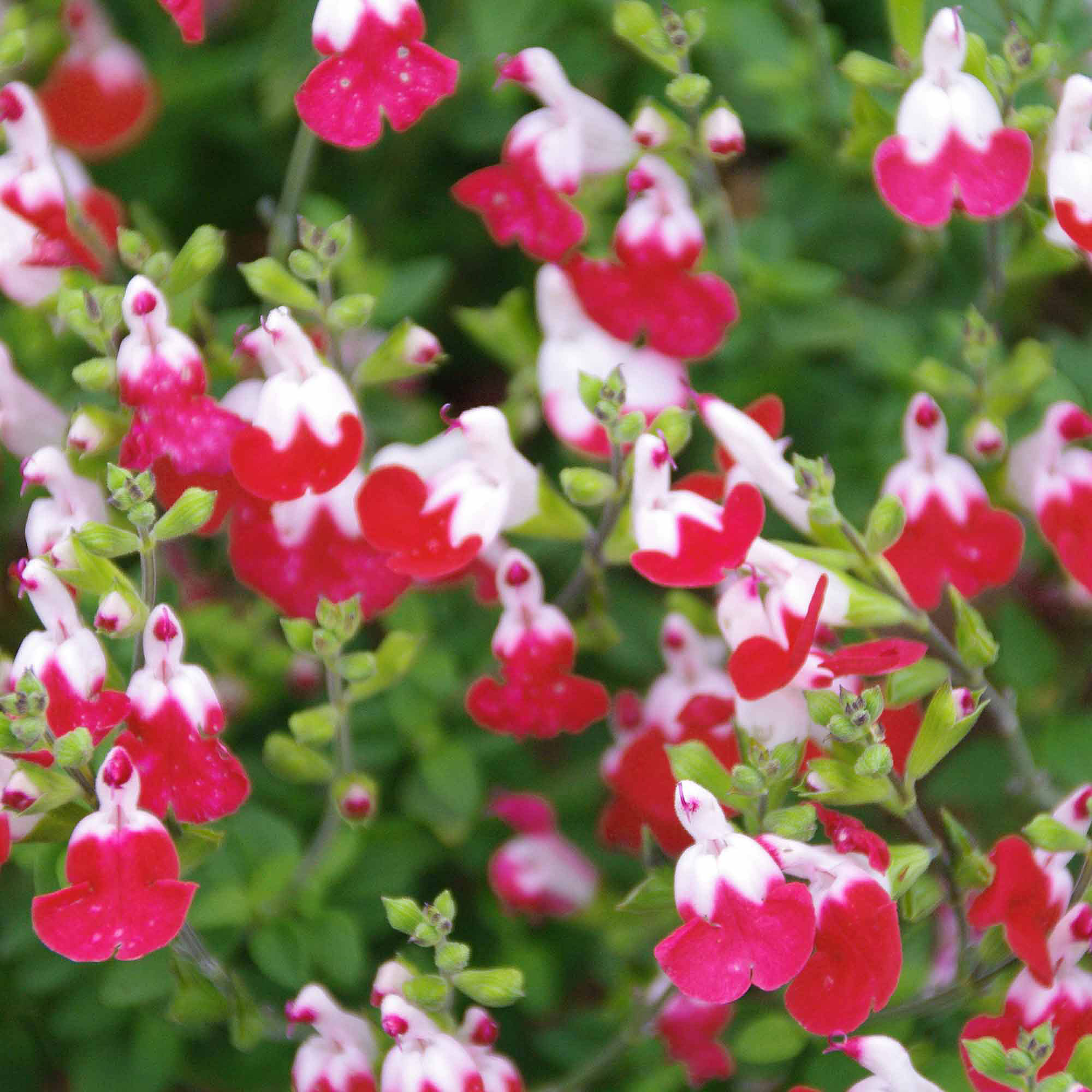 little-kiss-salvia