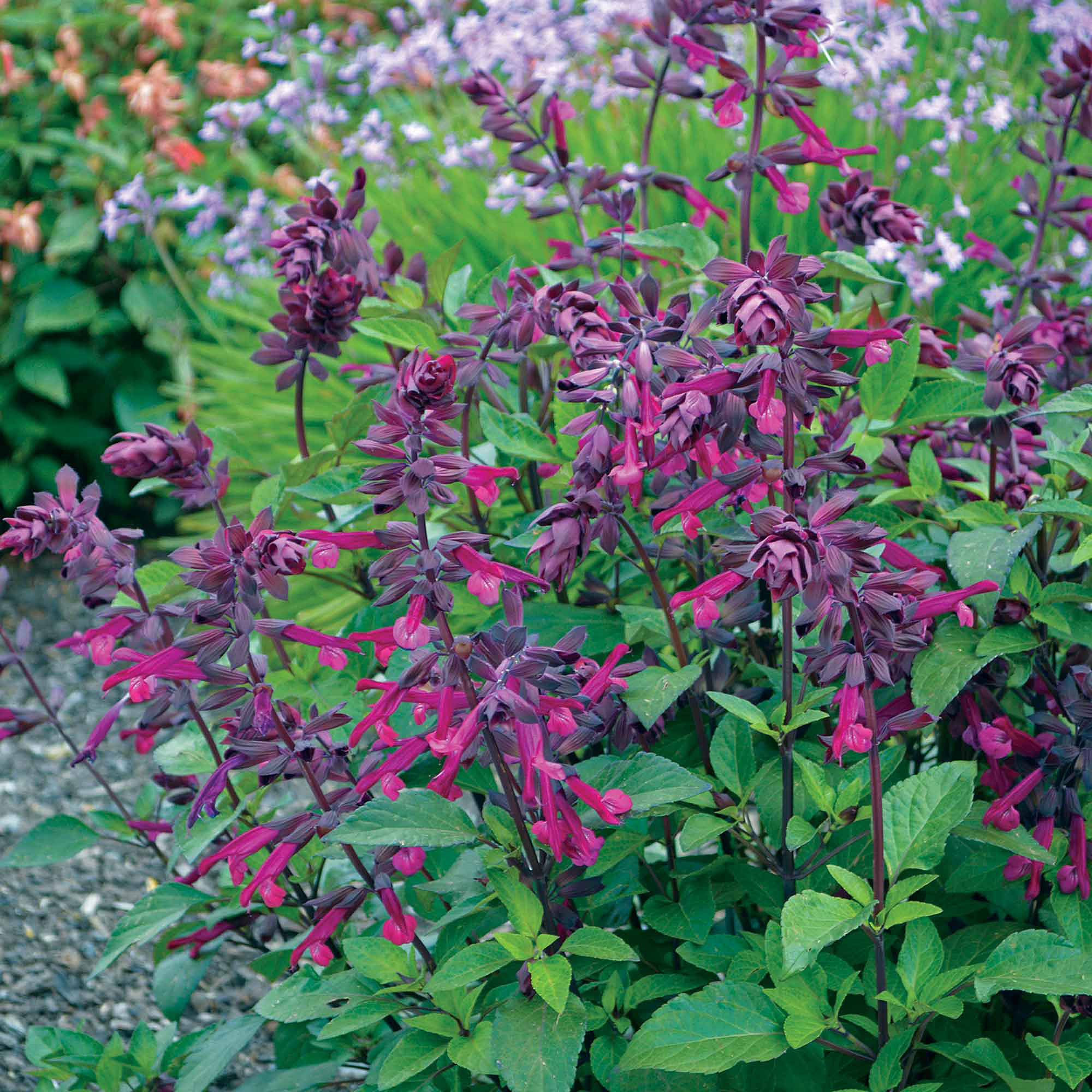 love-and-wishes-salvia