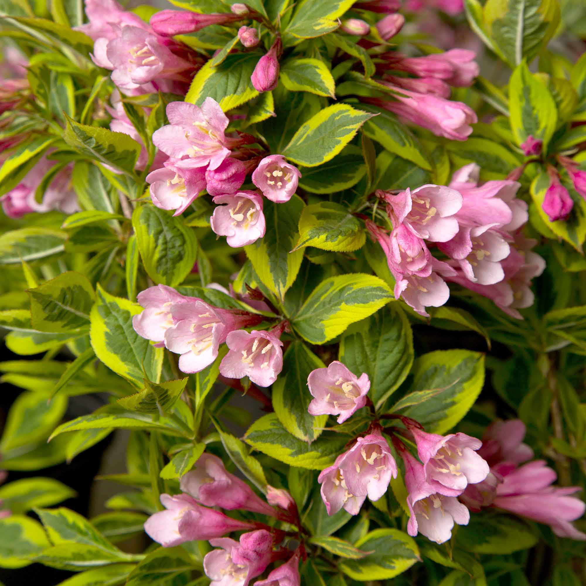rainbow-sensation-weigela