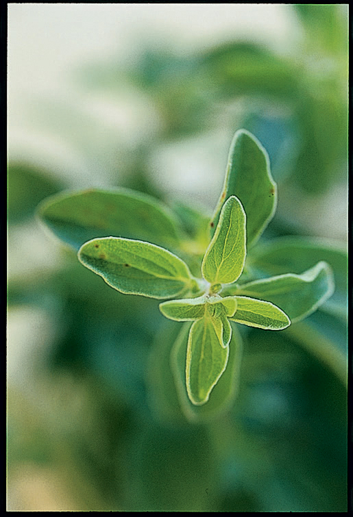 sweet-marjoram