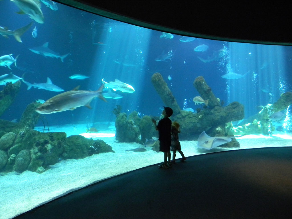 albuquerque-aquarium