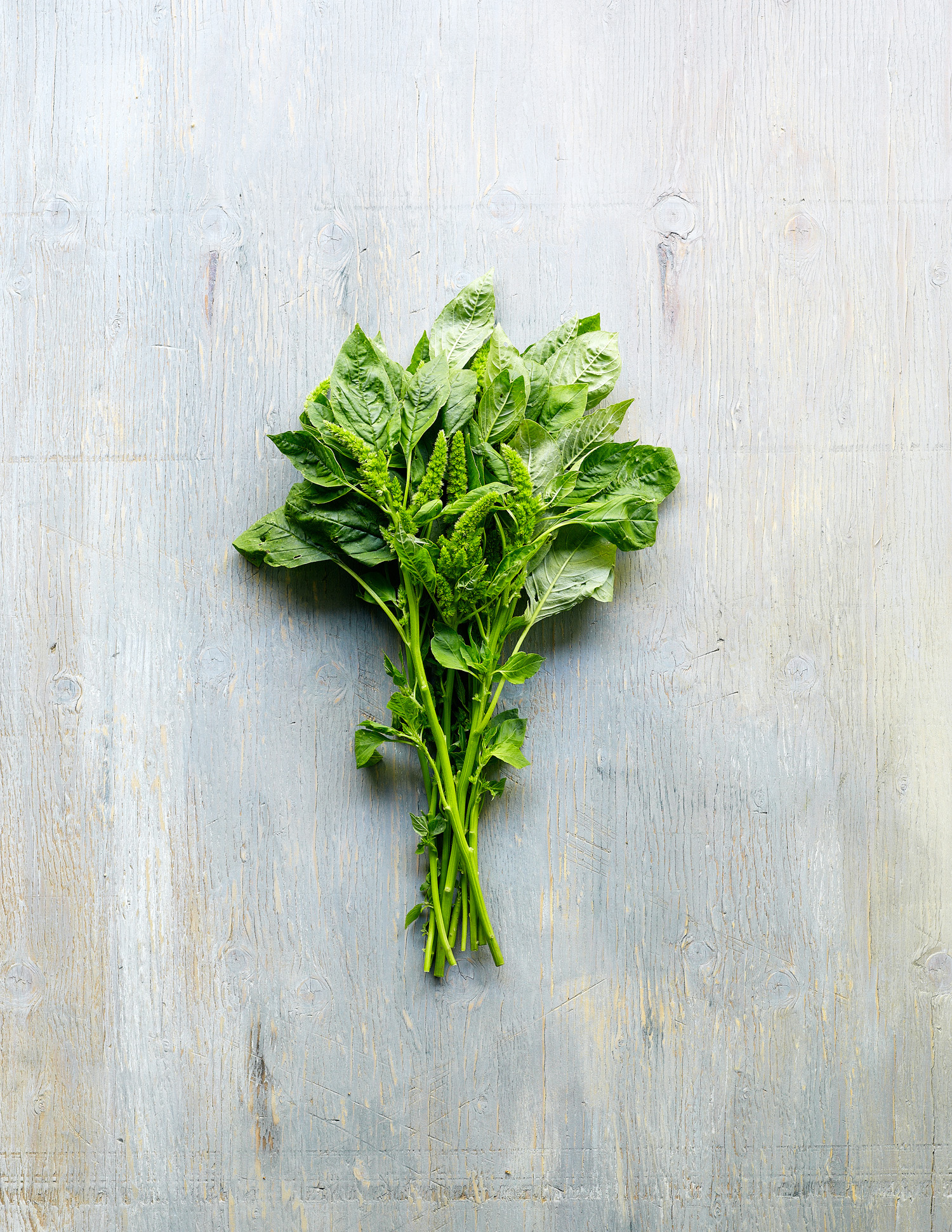 green-amaranth-a-viridis