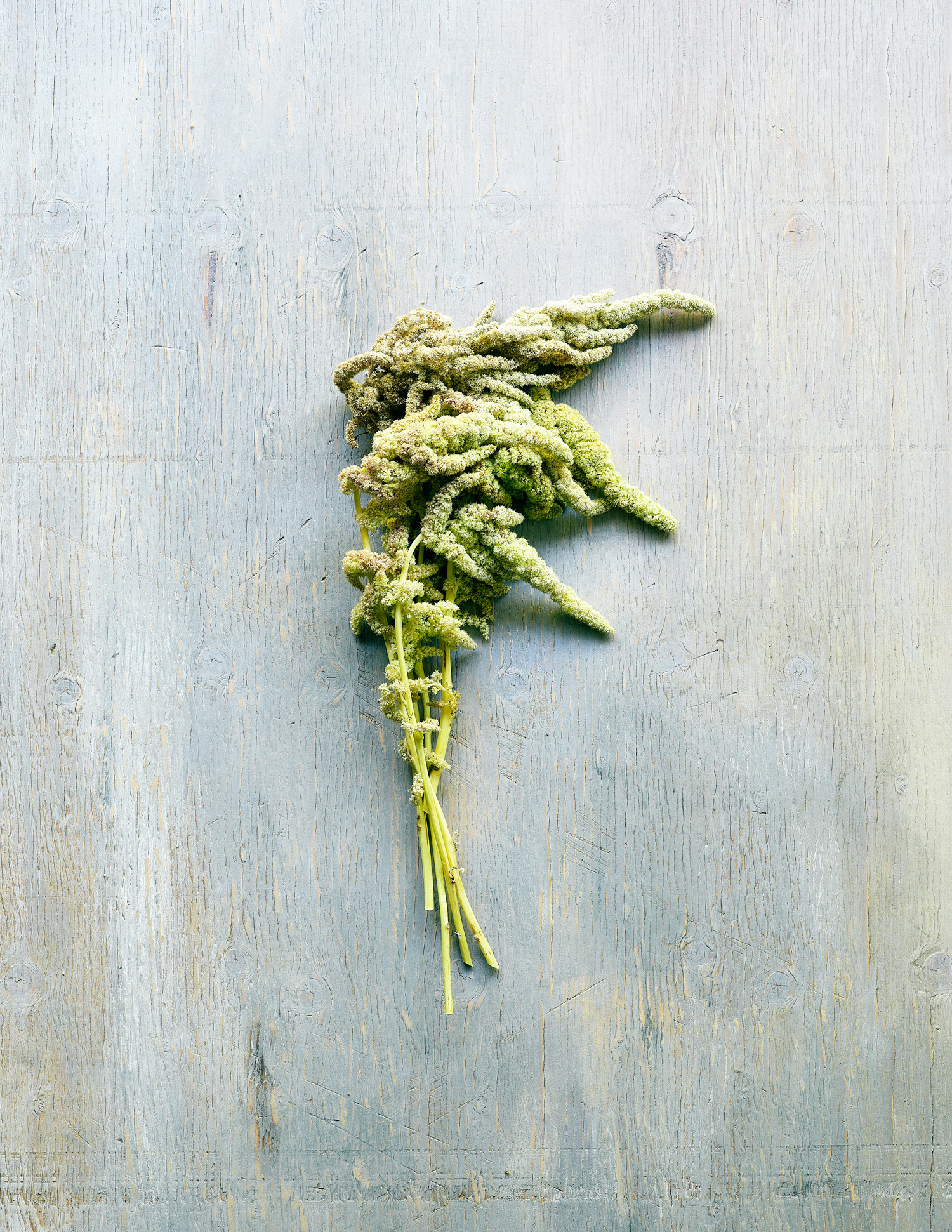 green-tails-a-caudatus