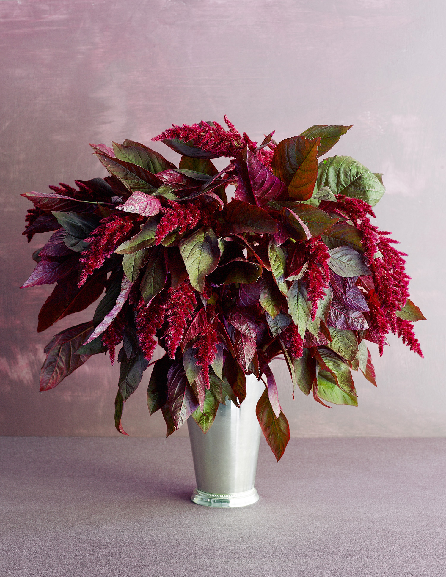 hopi-red-dye-a-hybrid