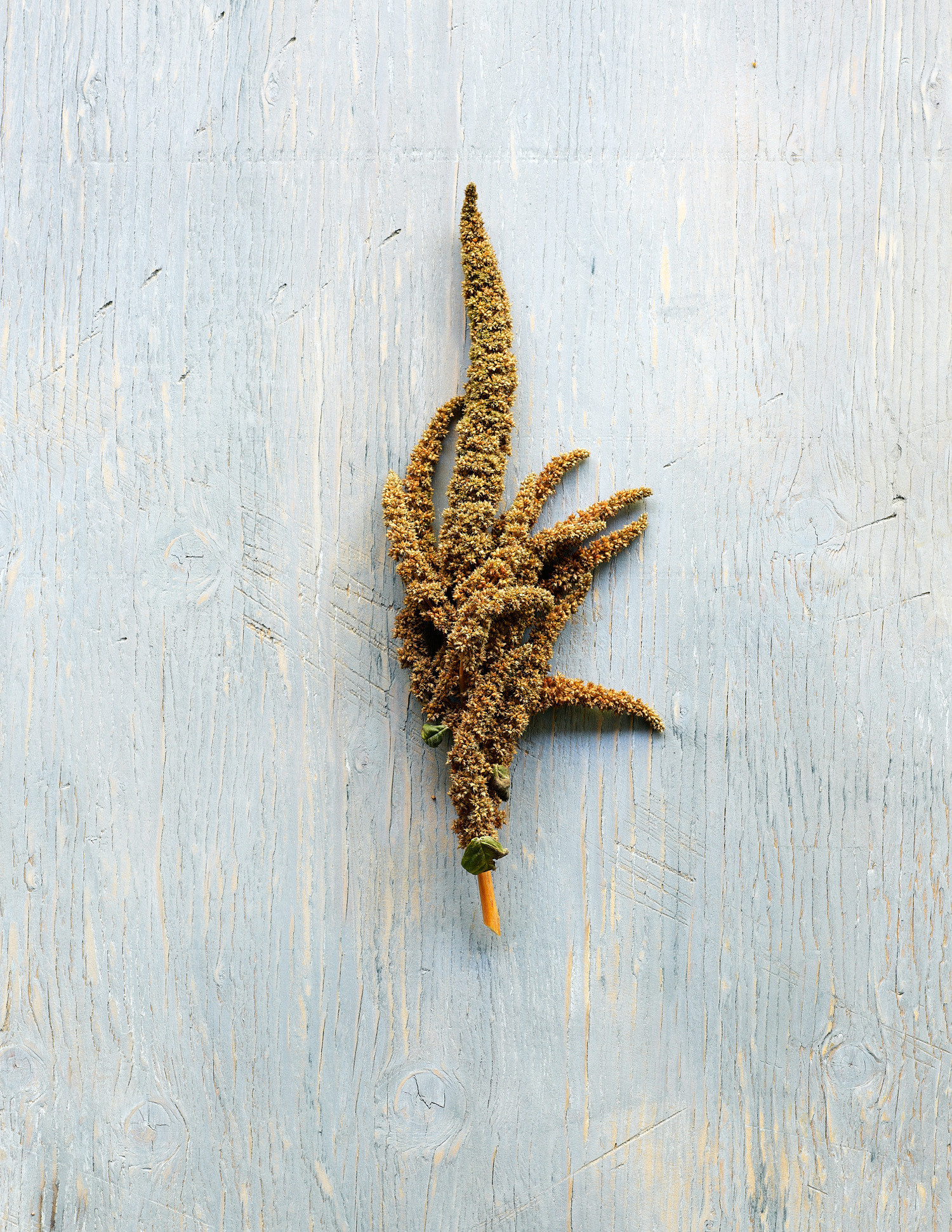 hot-biscuits-a-cruentus