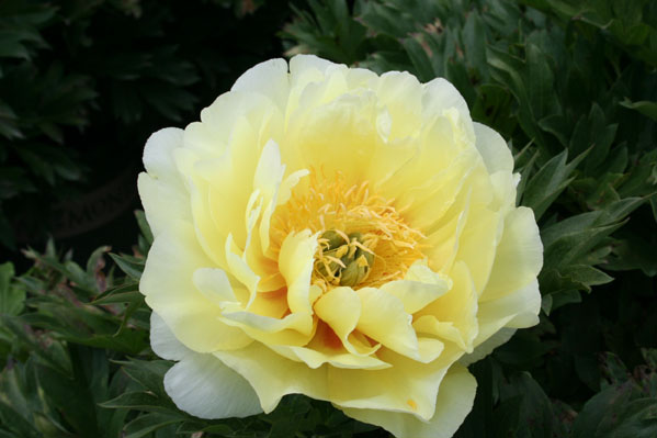 bartzellaitoh-hybrid-peony