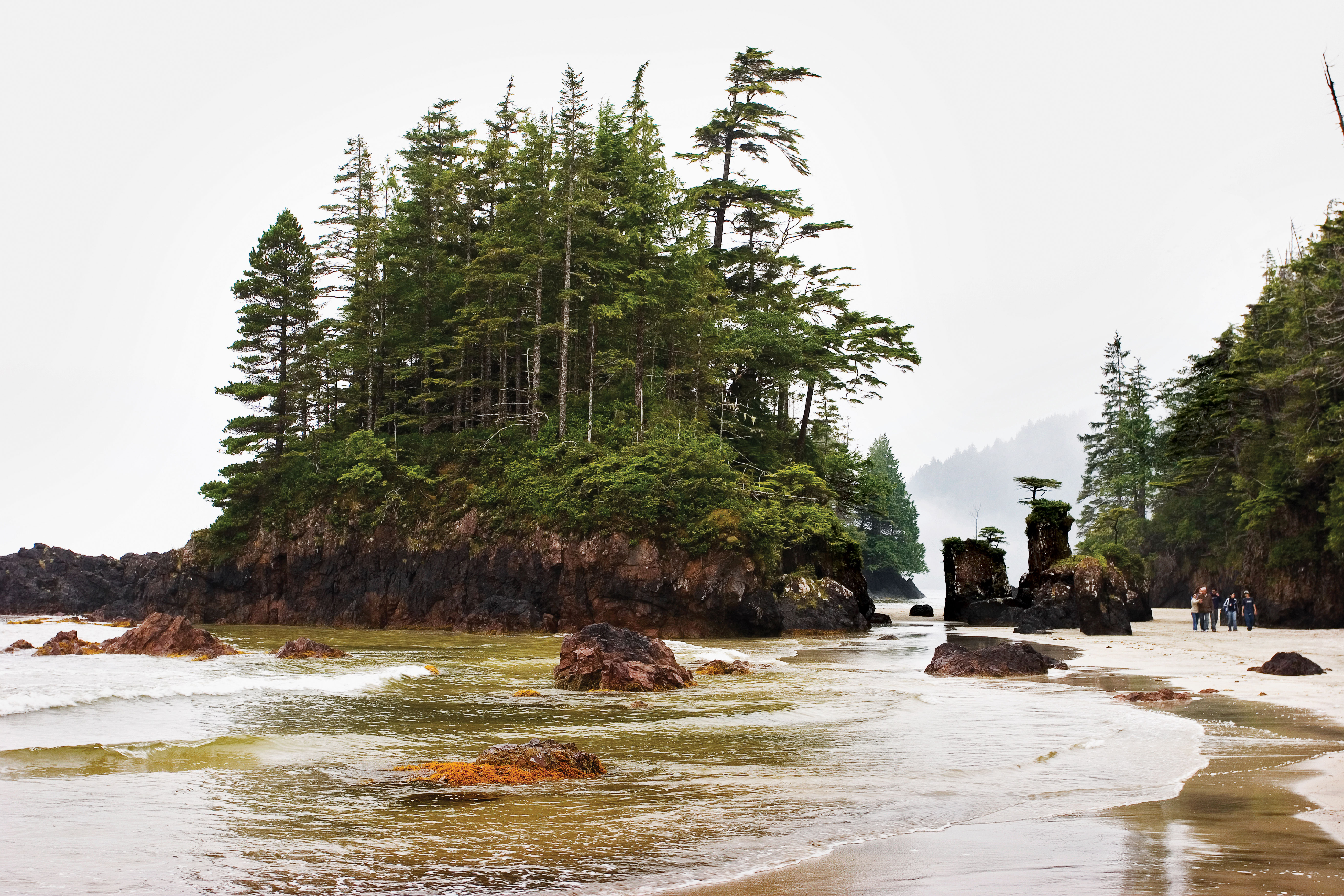 seaweed-foraging-vancouver-island-b-c
