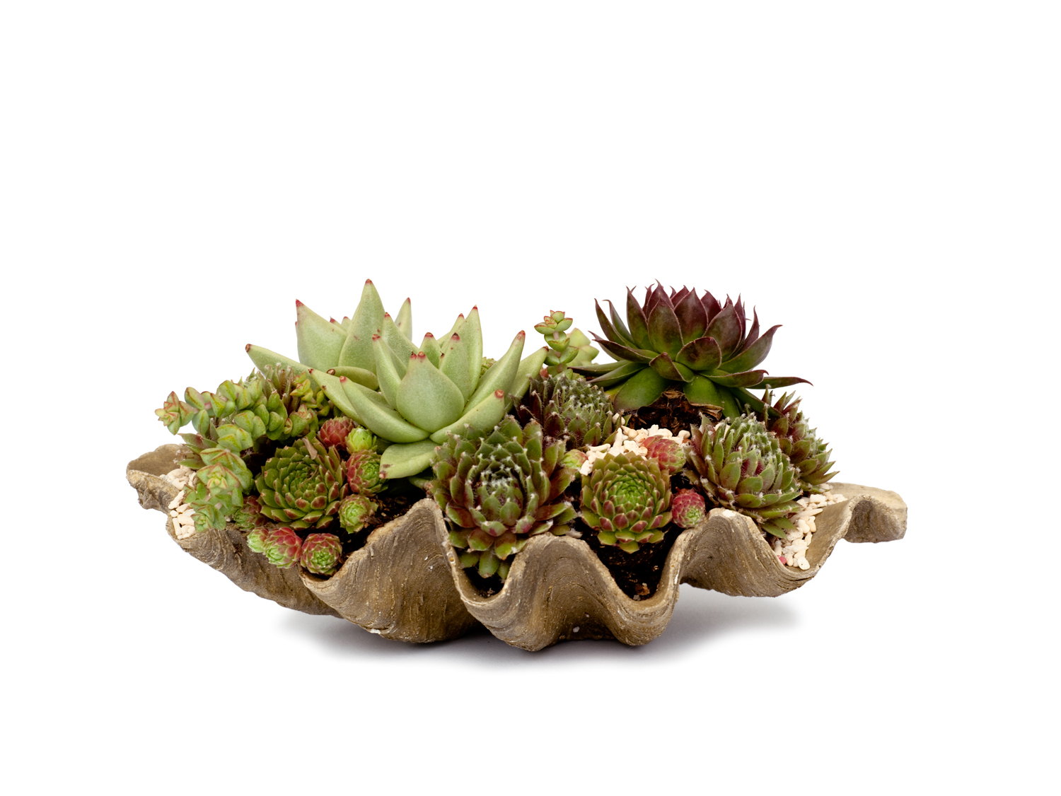 coastal-organic-clamshell-planter