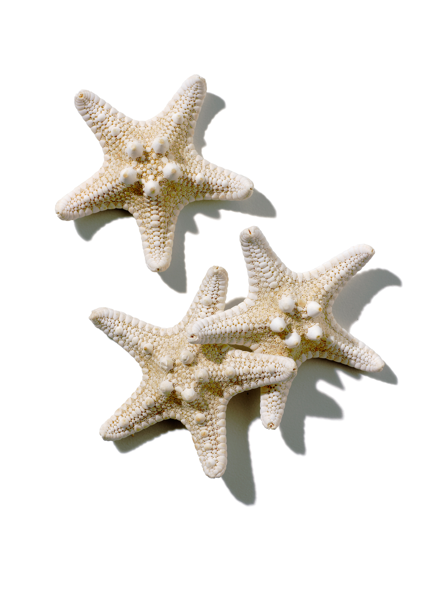 coastal-organic-seastars