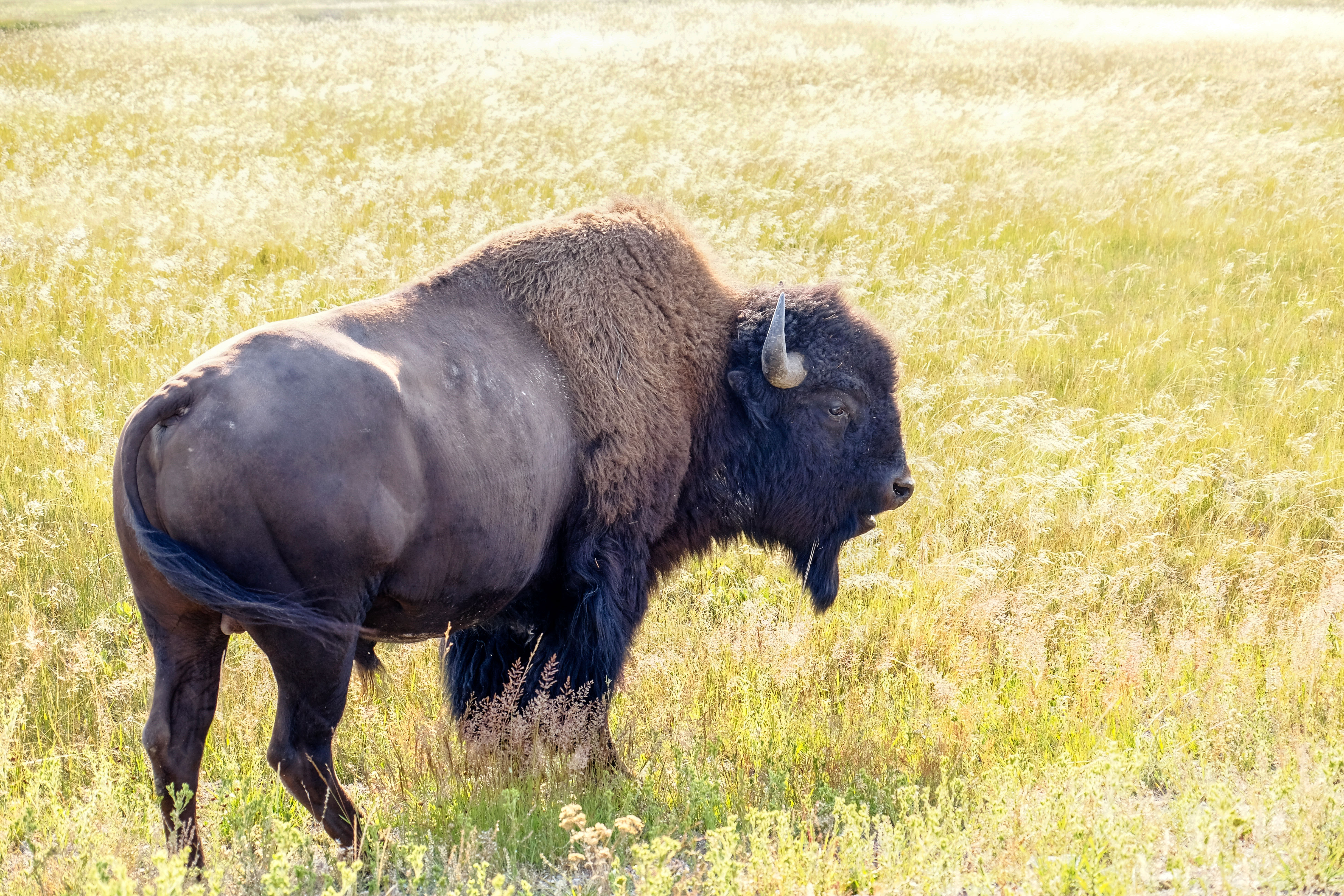 “Play Dead!” Watch the Intense Moments after a Person Falls Running from a Charging Bison in Yellowstone