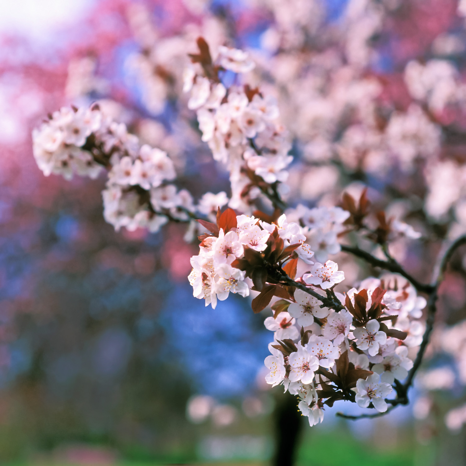 flowering-plum
