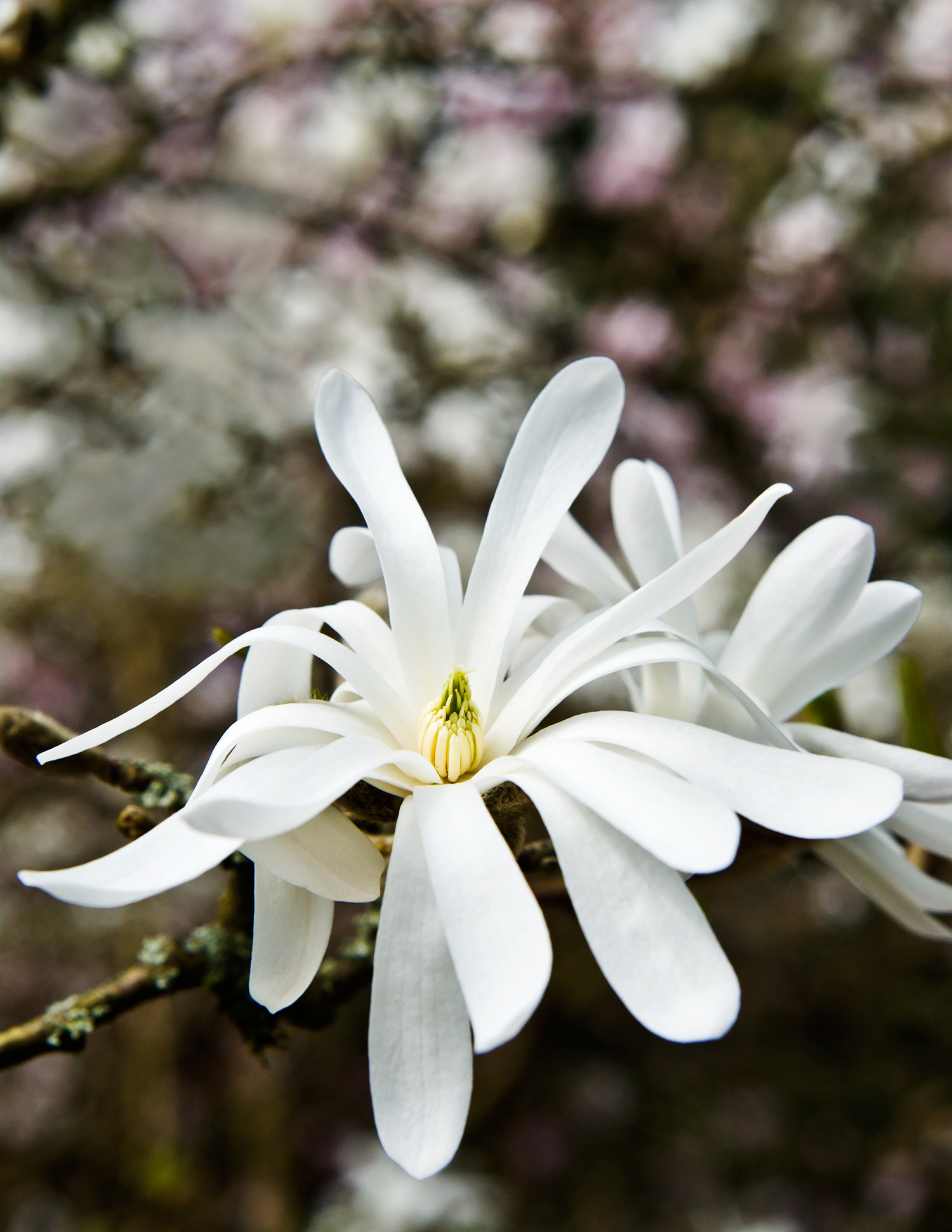 star-magnolia