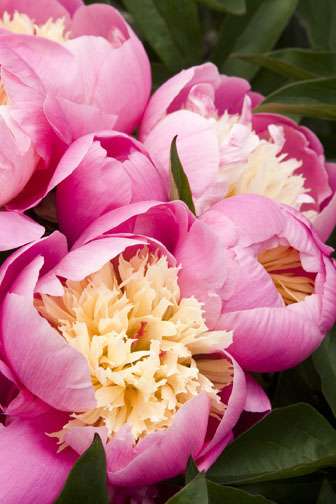 bowl-of-beautyherbaceous-peony
