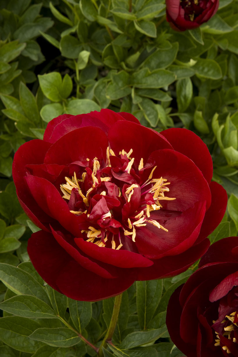 buckeye-belleherbaceous-peony