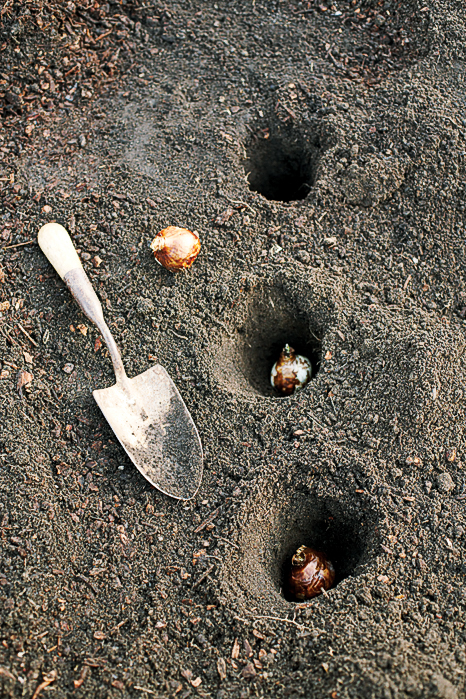 plant-bulbs