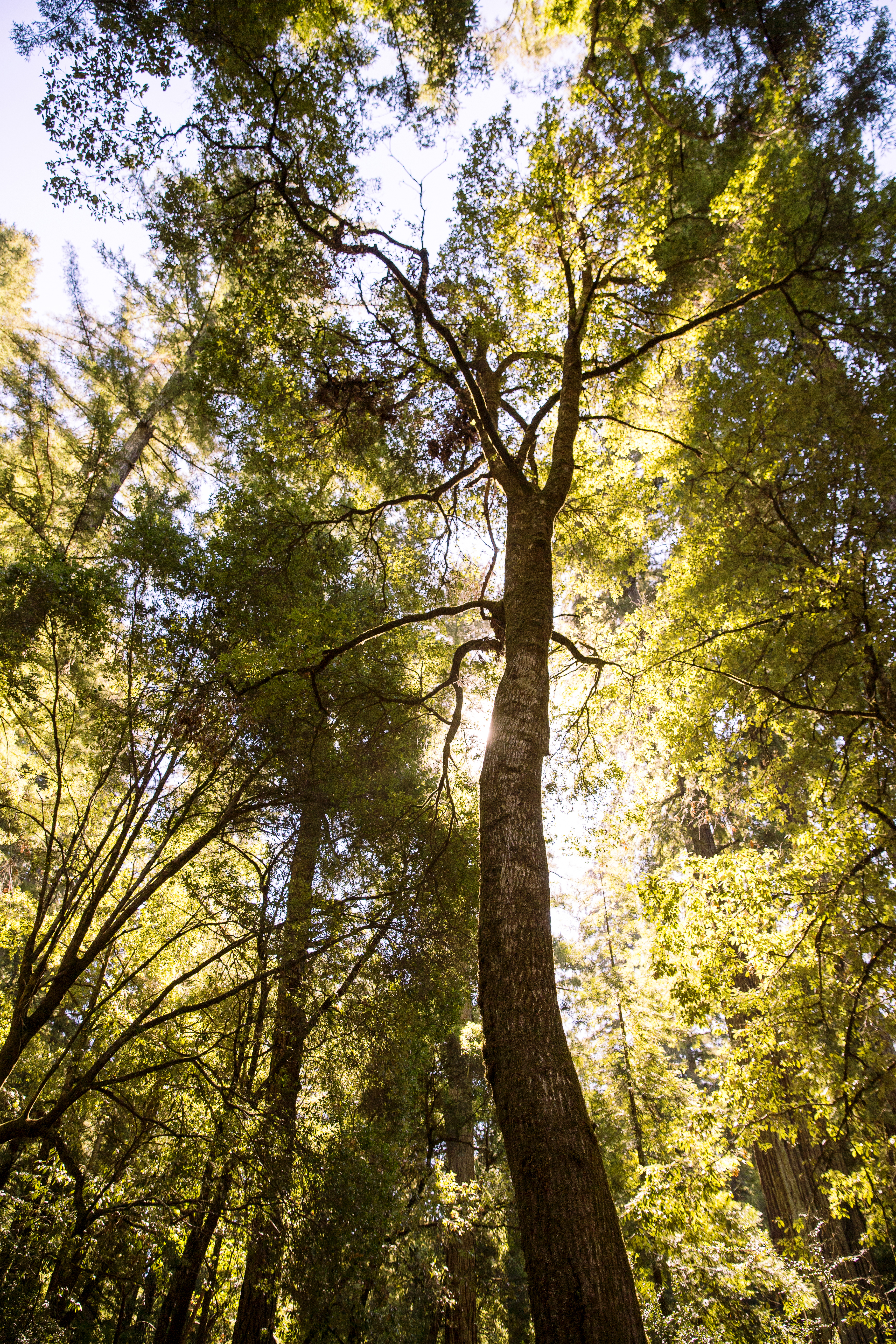 Get a Free Pass to See One of California's Grandest Wonders