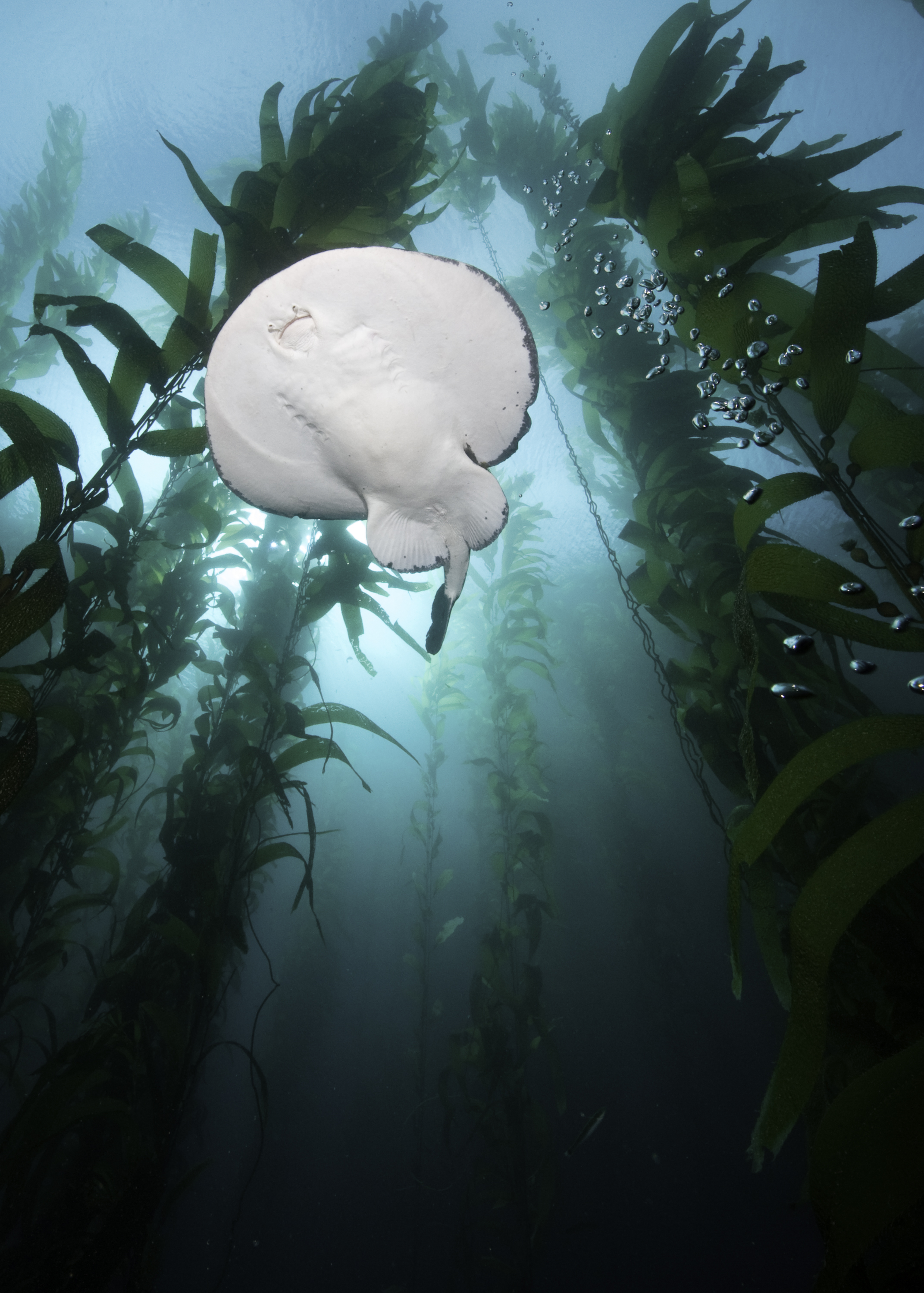 37 Amazing National Park Underwater Sights