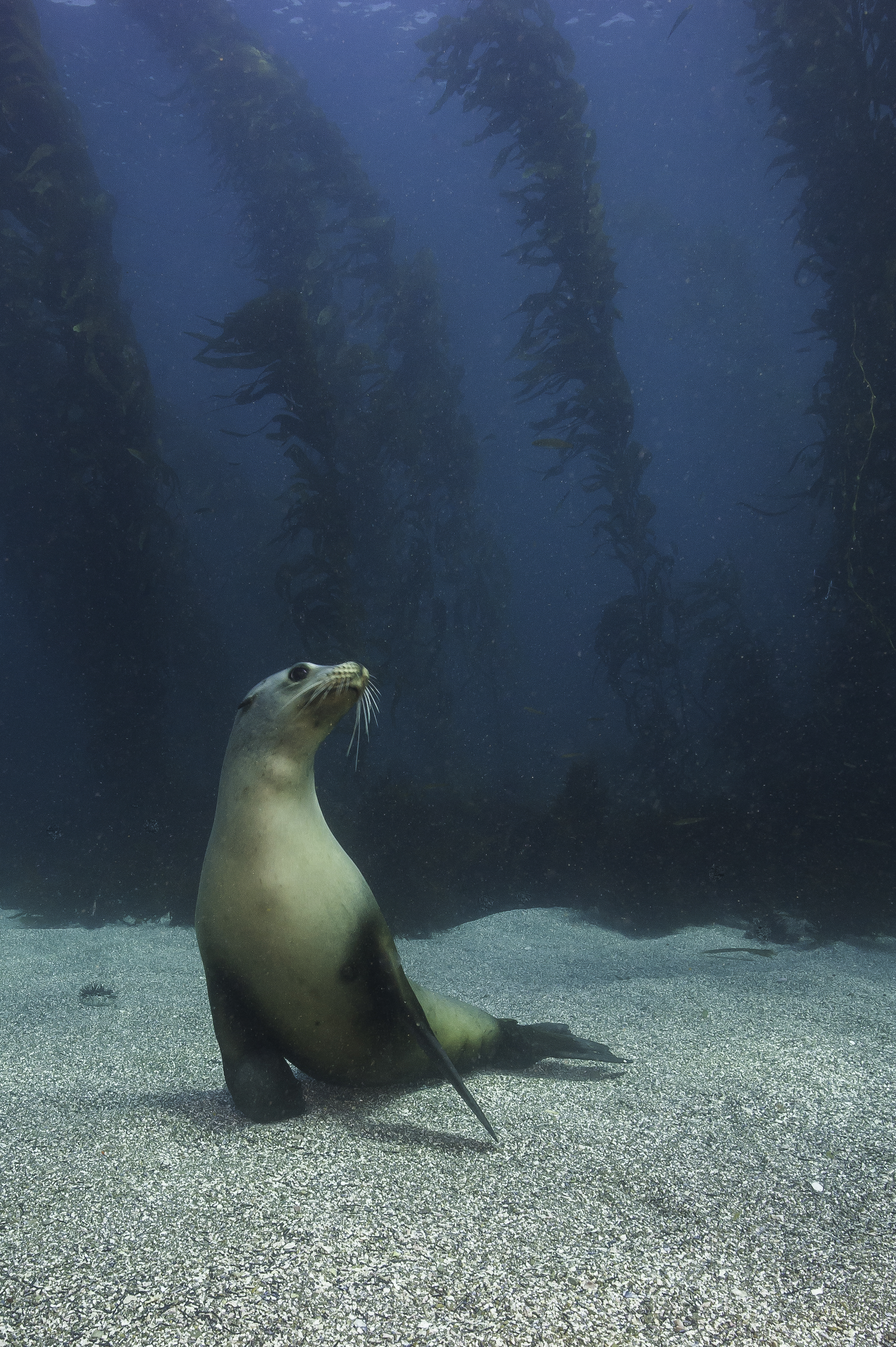 sea-lions