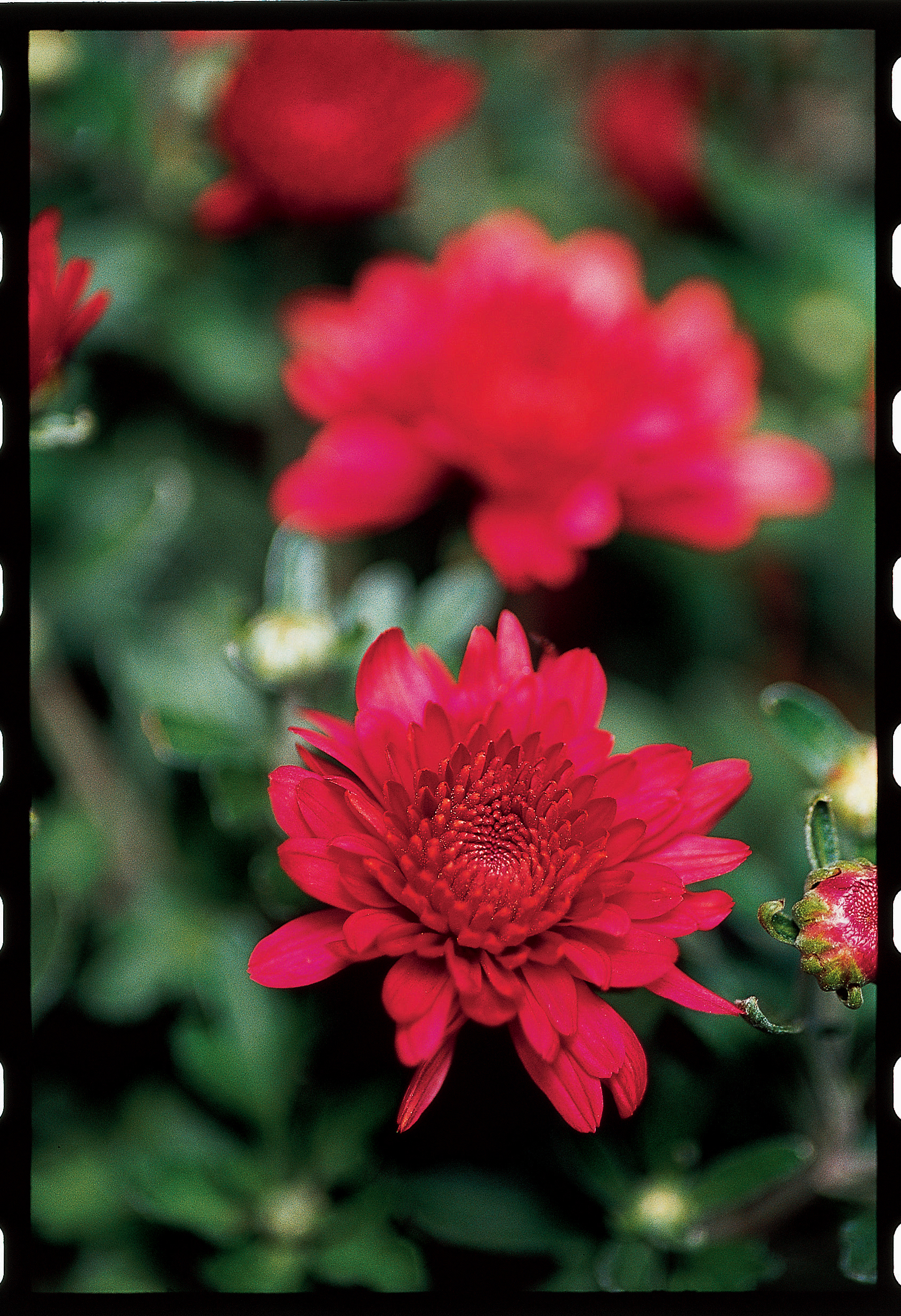 florists-chrysanthemum