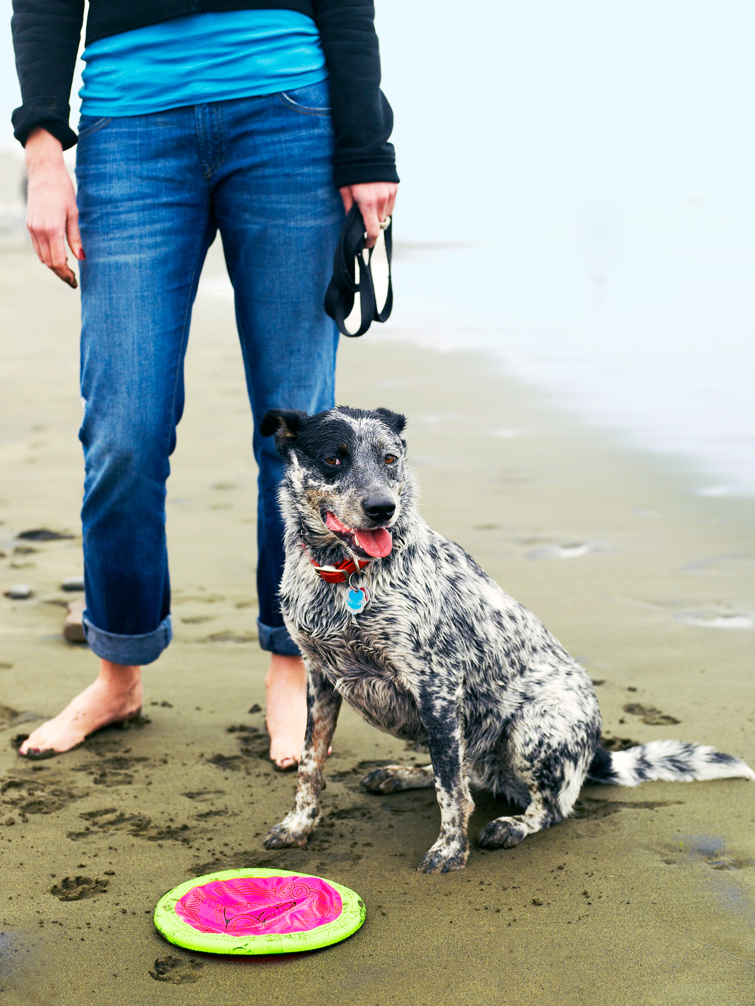 The Best Cities for Walking Your Dog Are in the West