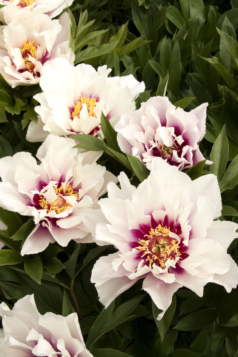 These beauties steal the show with their luxuriant blooms ...