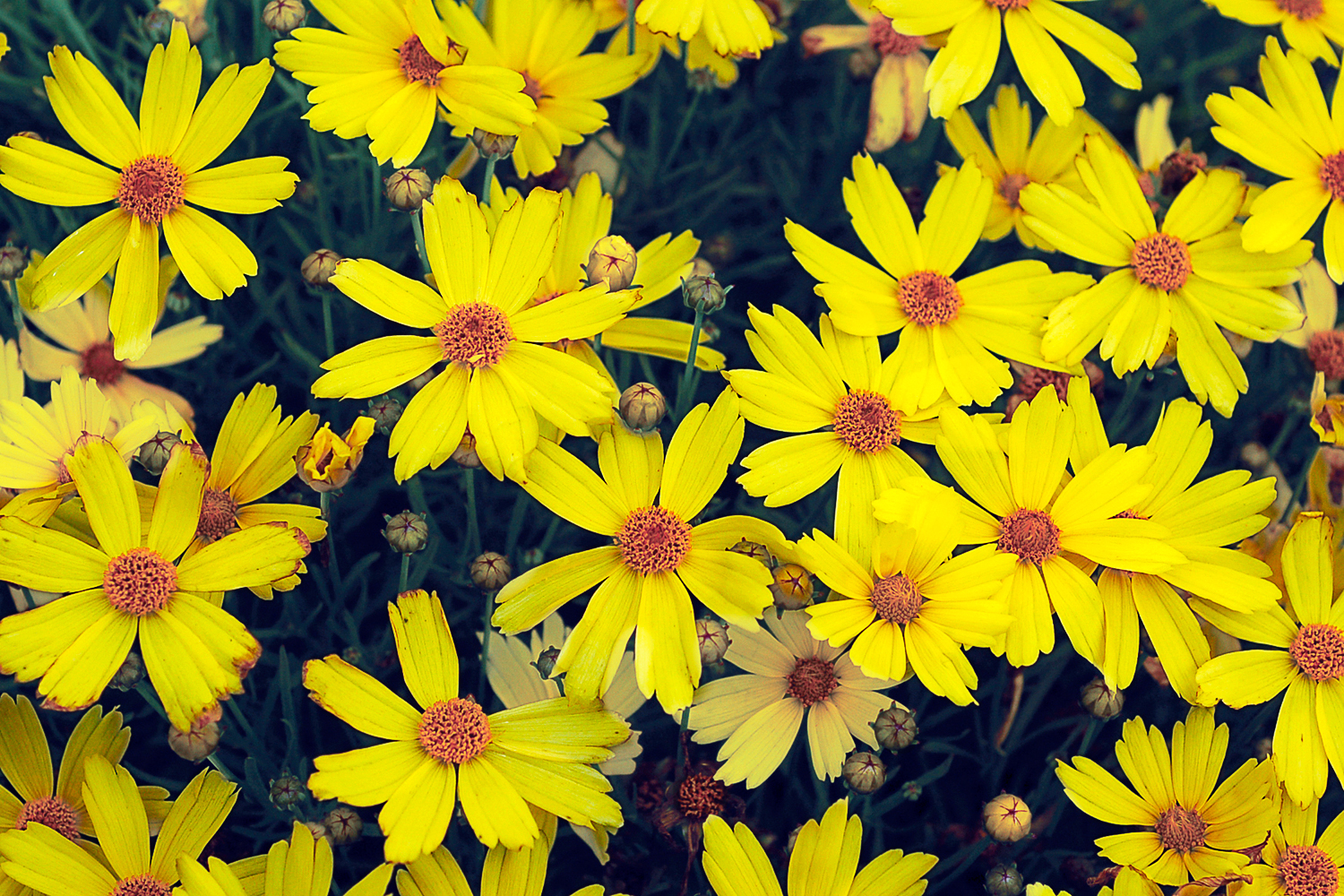 coreopsis-citrine