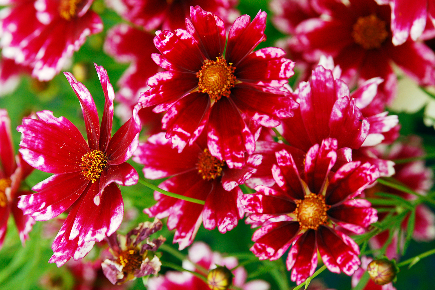 coreopsis-cranberry-ice