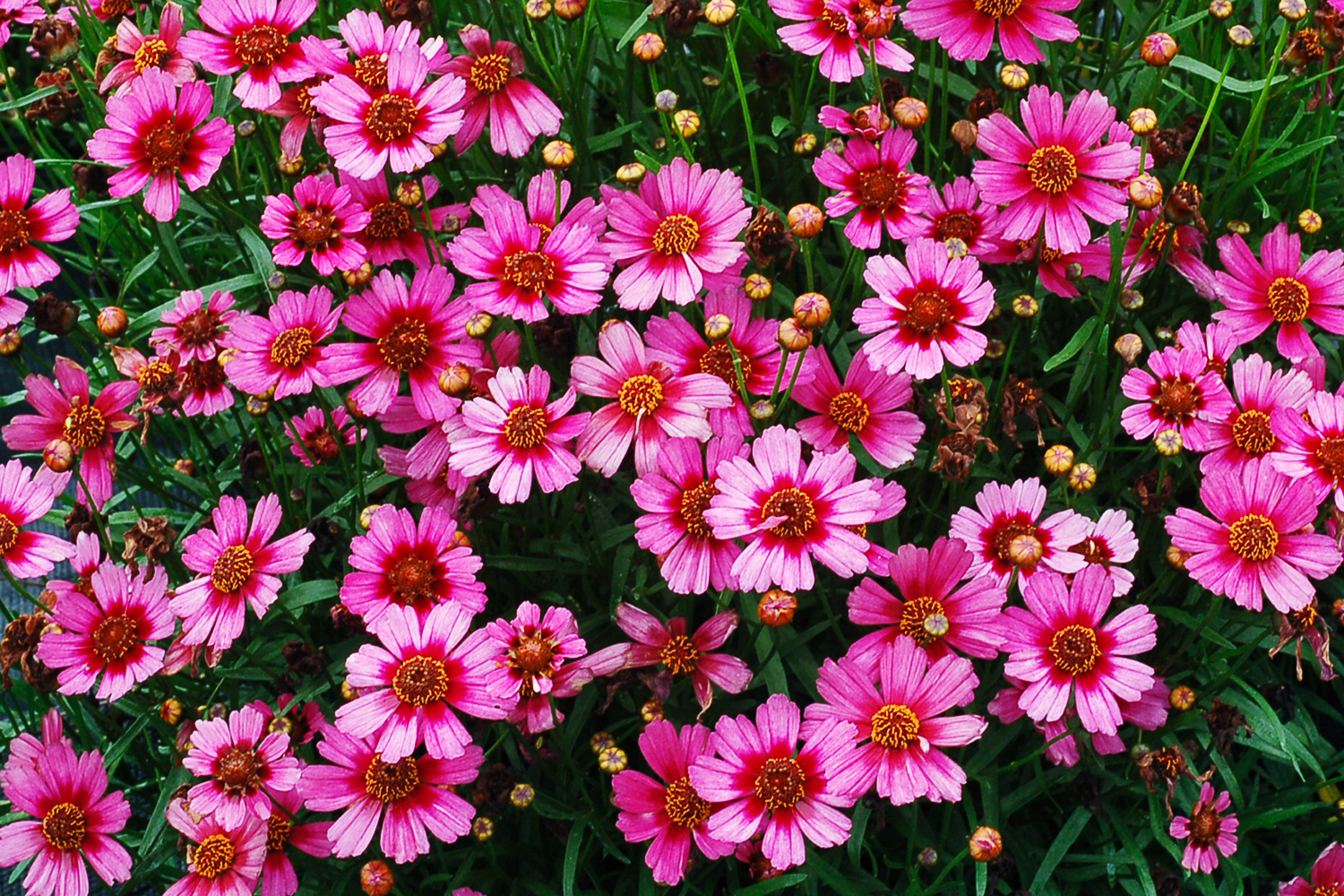 12 Flowers To Paint Your Garden Pink Sunset Magazine Garnet Coreopsis