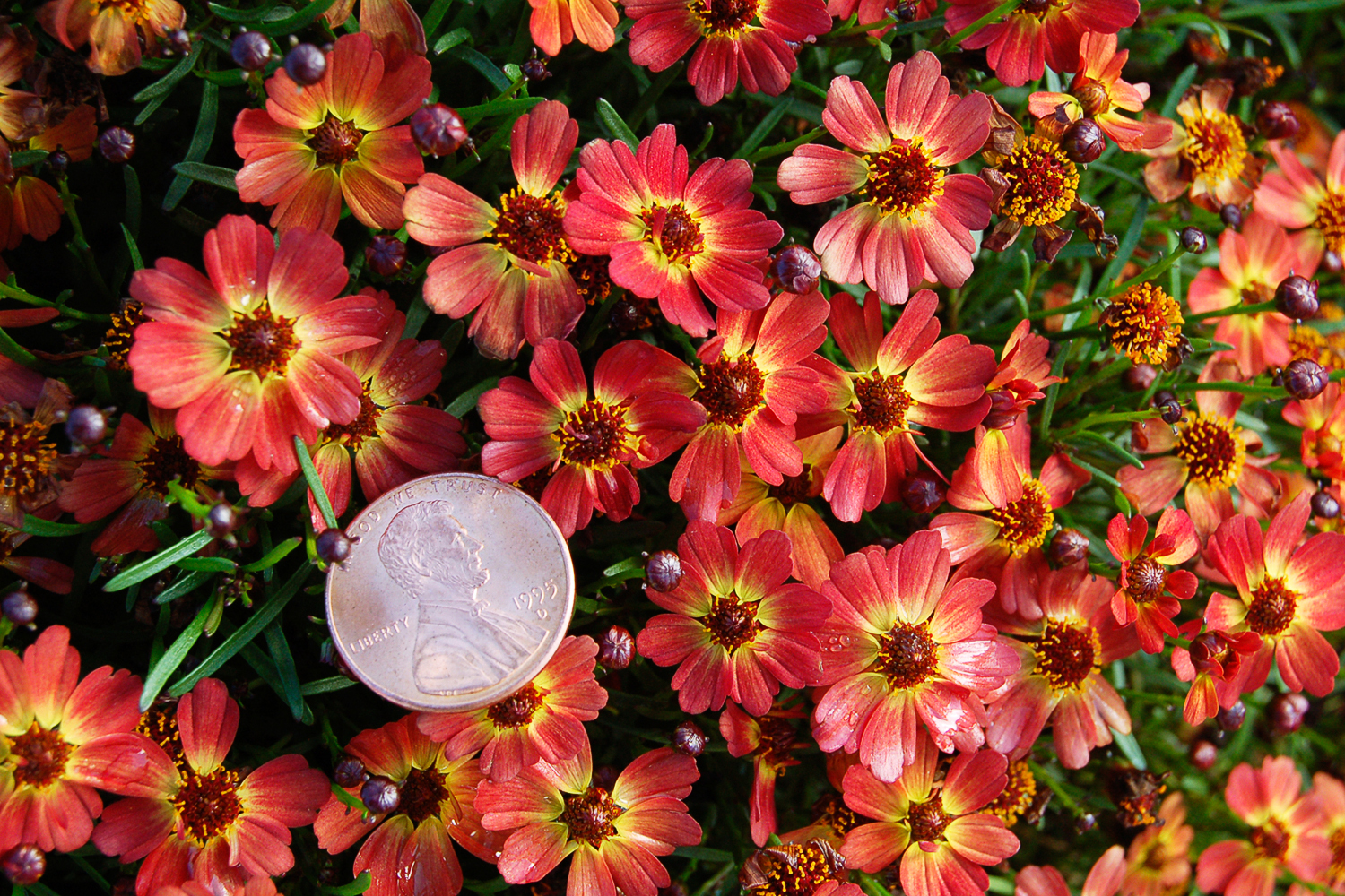 little-penny-coreopsis
