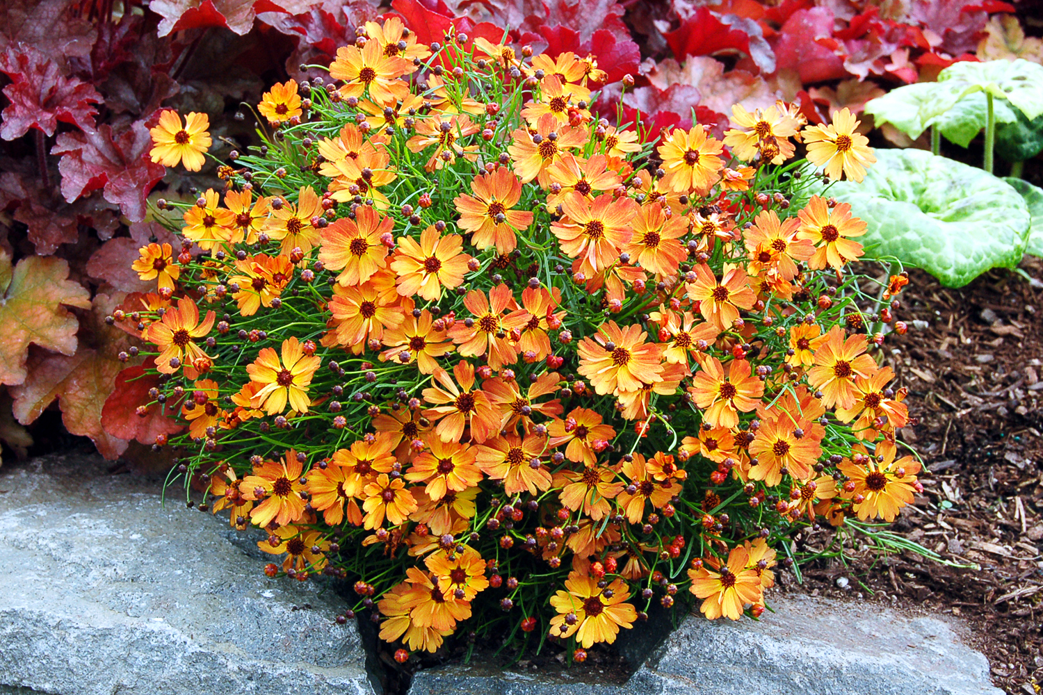 coreopsis-mango-punch